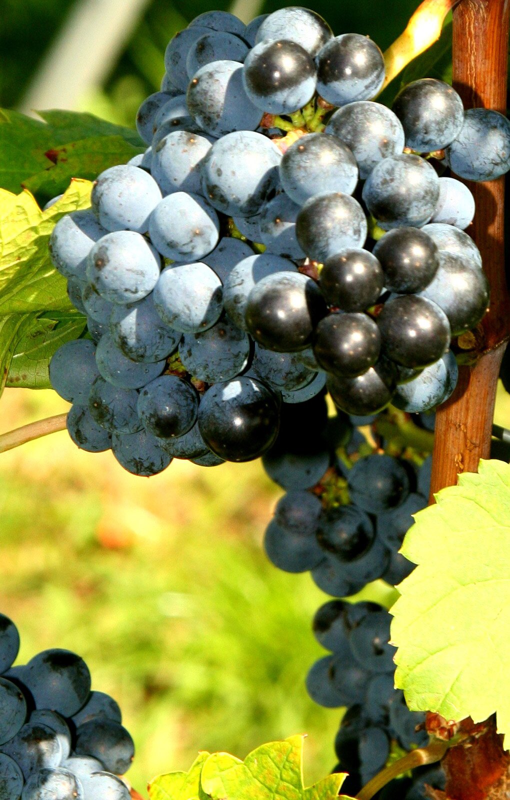 Zdjęcie przedstawia odmianę winorośli Cabernet Sauvignon. Widoczna jest kiść winogron złożona z kulistych jagód w kolorze ciemnofioletowym, prawie czarnym. W tle liść winorośli.