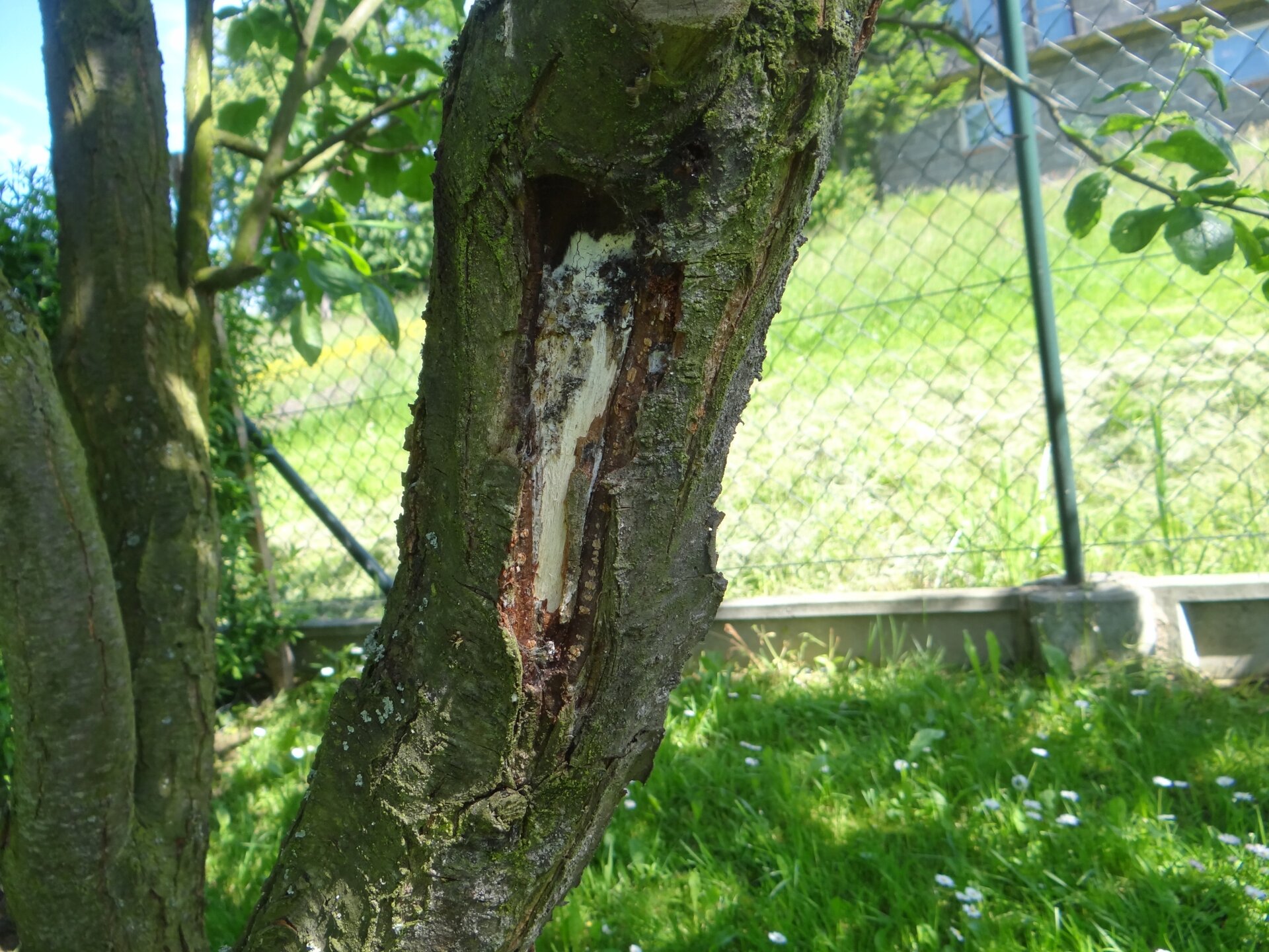 Fotografia przedstawiająca pień śliwy, na którym pośrodku znajduje się podłużny, kilkudziesięciocentymetrowy fragment bez kory z odkrytym jasnym drewnem.