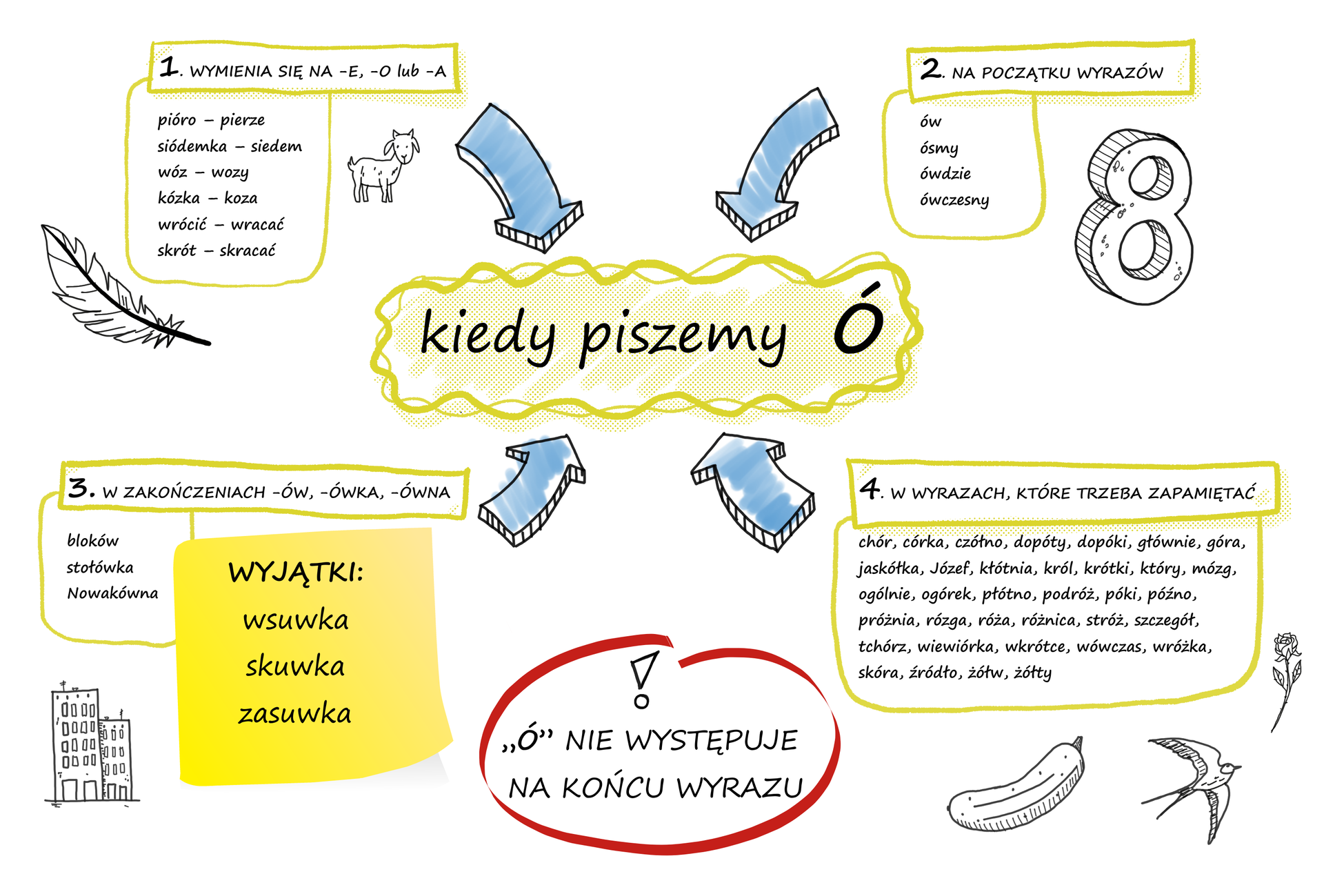 Na ilustracji znajduje się temat: "kiedy piszemy ó" (kreskowane). 1. Wymienia się na -e, -o lub -a: pióro - pierze, siódemka - siedem, wóz - wozy, kózka - koza, wrócić - wracać, skrót - skracać. 2 Na początku wyrazów: ów, ósmy ówdzie, ówczesny. 3. W zakończeniach -ów, ówka, ównia: bloków stołówka, Nowakówna. Wyjątki wsuwka, skuwka, zasuwka. 4. W wyrazach, które trzeba zapamiętać: chór, córka, czółno, dopóty, dopóki, głównie, góra, jaskółka, Józef, kłótnia, król, krótki, który, mózg, ogólnie, ogórek, płótno, podróż, póki, późno, próżnia, rózga, róża, różnica, stróż, szczegół, tchórz, wiewiórka, wkrótce, wówczas, wróżka, skóra, źródło, żółw, żółty. Ó (kreskowane) nie występuje na końcu wyrazu.  Na grafice rysunek pióra, kozy, ósemki, bloków, ogórka, jaskółki, róży. 