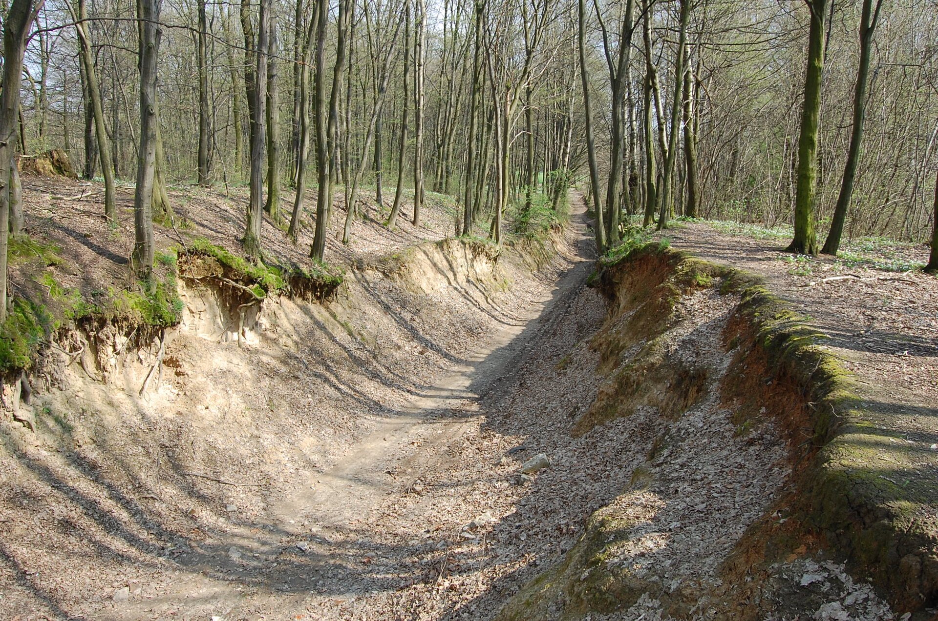 Zdjęcie przedstawia obszar w lesie i wyżłobiony w nim wąwóz przez erozję. Są to skały podatne na erozję np. lessy, dlatego wąwóz ma kilka metrów szerokości i ciągnie się między drzewami na kilkadziesiąt metrów. 