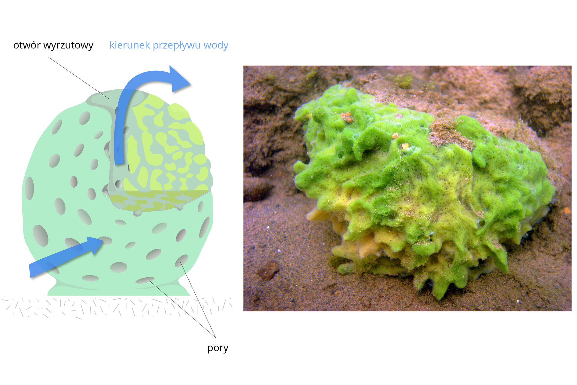 Ilustracja składa się z rysunku i fotografii gąbki. Na rysunku przedstawiono błękitną, kulistą gąbkę z wyciętym fragmentem. Na powierzchni gąbki na liliowo zaznaczono otwory, czyli pory. W wyciętym fragmencie kolorem żółtym ukazano, że tworzą wewnątrz ciała gąbki system kanalików. Błękitne strzałki wskazują przepływ wody. Po prawej fotografia przedstawia zielono – żółtą, nieregularną masę. To gąbka przymocowana do dna jeziora.