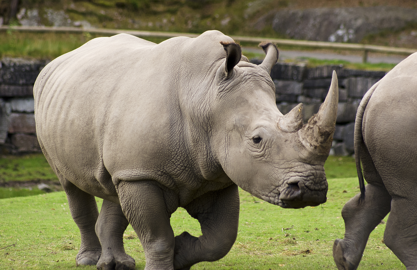 Fotografia przedstawiająca nosorożce białe na wybiegu w Nowym Zoo w Poznaniu. Nosorożec przedstawiony jest z profilu idzie za innym nosorożcem, którego widać tylko fragment. Zwierzę jest młode i silne. Ma masywne ciało, krótkie kończyny, dużą głowę z małymi uszami i oczami. Nad nosem jeden duży róg, za nim mniejszy.