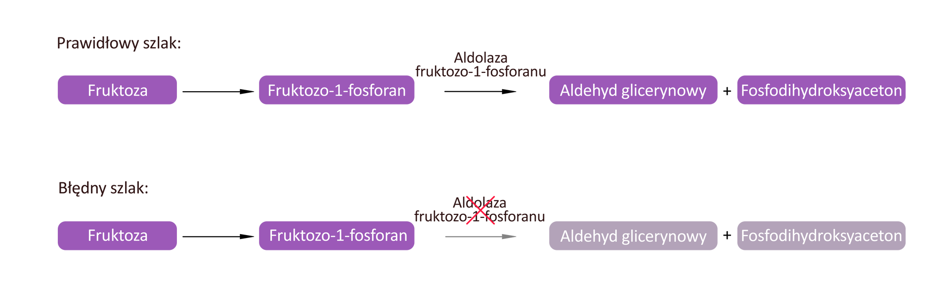 Ilustracja przedstawia dwa schematy. Pierwszy schemat ma podpis „Prawidłowy szlak”. Na schemacie mamy po lewej stronie hasło Fruktoza, od którego prowadzi w prawo strzałka do hasła Fruktozo‑1-fosforan. Od hasła Fruktozo‑1-fosforan prowadzi w prawo strzałka z napisem Aldolaza fruktozo‑1-fosforanu do hasła Aldehyd glicerynowy plus Fosfodihydroksyaceton. Drugi schemat ma podpis „Błędny szlak”. Na schemacie mamy po lewej stronie hasło Fruktoza, od którego prowadzi w prawo strzałka do hasła Fruktozo‑1-fosforan. Od hasła Fruktozo‑1-fosforan prowadzi w prawo strzałka z przekreślonym napisem Aldolaza fruktozo‑1-fosforanu do hasła Aldehyd glicerynowy plus Fosfodihydroksyaceton.