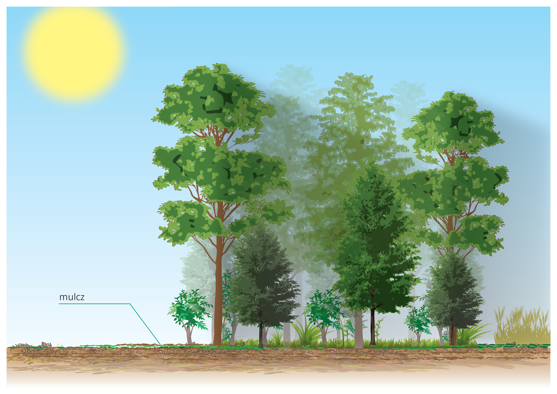 Na ilustracji las mieszany, różnej wielości drzewa, krzewy i drobne rośliny. Kreską zaznaczony i podpisany mulcz. Na niebie ostre słońce.