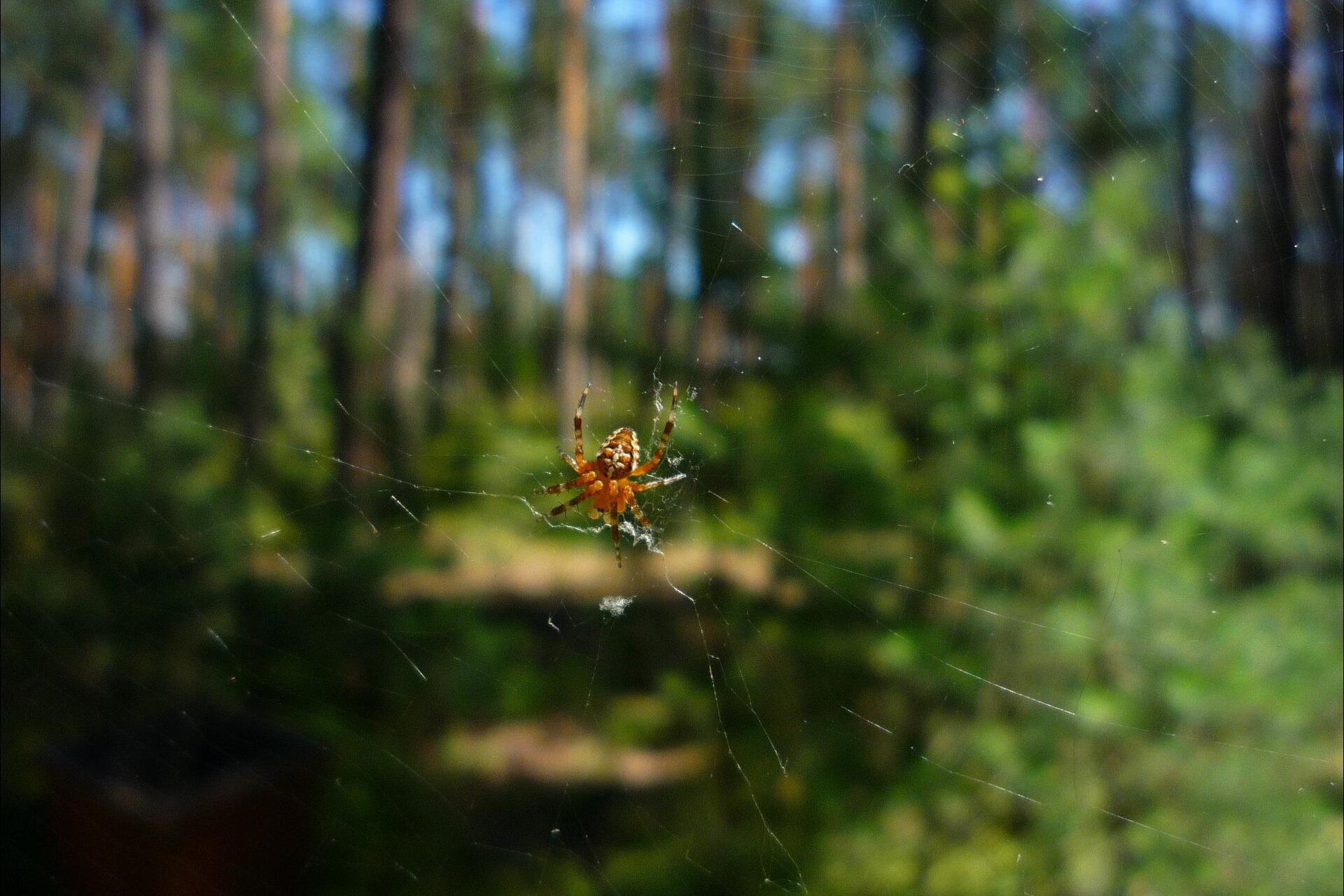 Na planszy widoczny jest pomarańczowo‑brązowo‑biały pająk znajdujący się na przeźroczystej pajęczynie, na tle zielonego lasu. Ma szeroki odwłok, niewielki głowotułów oraz podłużne, cienkie odnóża.