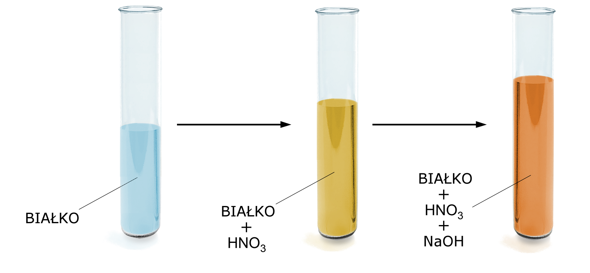 Na ilustracji jest szklana probówka, w której jest białko, dalej znajduje się strzałka w prawo i probówka z żółtą zawartością. Poniżej znajduje się podpis białko dodać HNO3, dalej znajduje się kolejna strzałka do probówki z brązową zawartością. Poniżej znajduje się podpis: białko dodać HNO3+NaOH.
