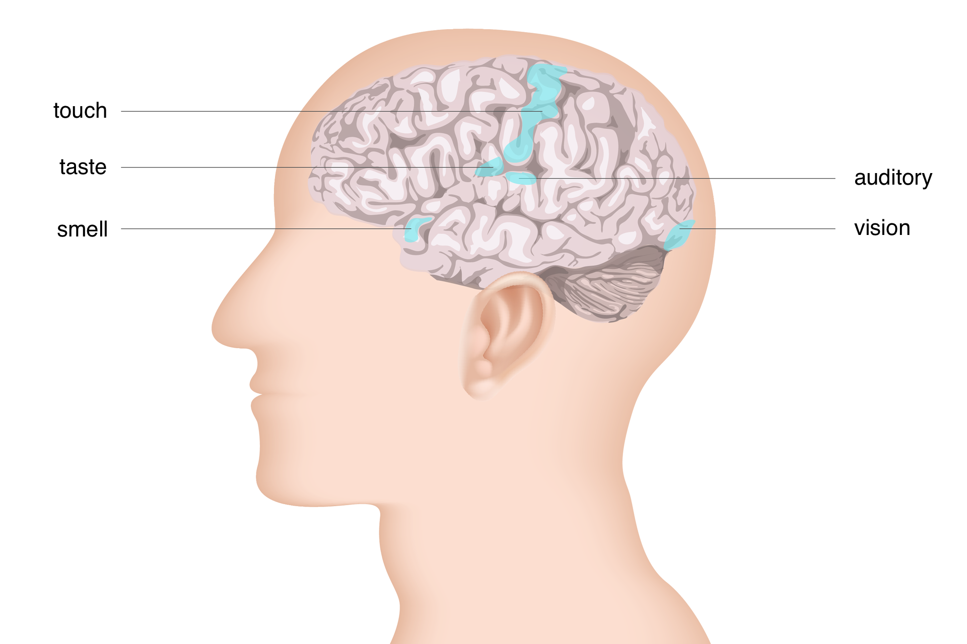 Ilustracja przedstawia schemat mózgu z oznaczonym strefami zmysłowymi. Na zwojach mózgu kolorem błękitem zaznaczono ośrodki zmysłów. W płacie skroniowym ośrodki: smell, taste, auditory. W płacie potylicznym ośrodek wzroku; podpisano: vision. Przez środek kory mózgowej ukosem duży ośrodek dotyku; podpisano: touch.