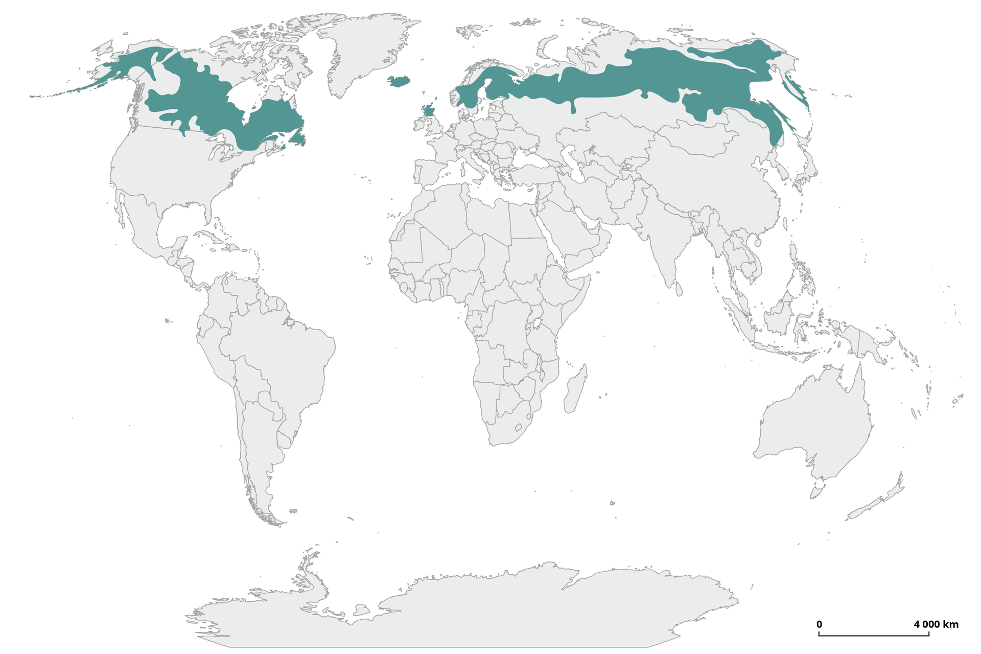 Na ilustracji pokazano mapkę świata z zaznaczoną formacją lasów północnych iglastych, czyli tajgi. Obejmuje ona dużą część Kanady, Islandię, Szwecję, Finlandię, dużą część Rosji północnej z Półwyspem Karelskim.