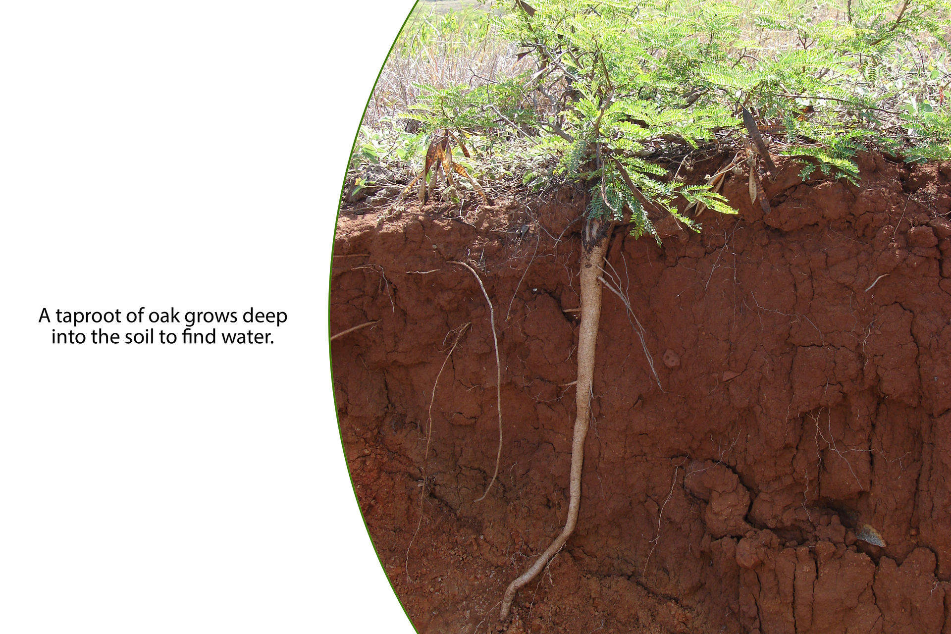 Fotografia przedstawiająca korzeń palowy dębu, który bardzo głęboko wrasta w ziemię by tam znaleźć wodę. Po lewej stronie jest podpis:
A taproot of oak grows deep into the soil to find water.