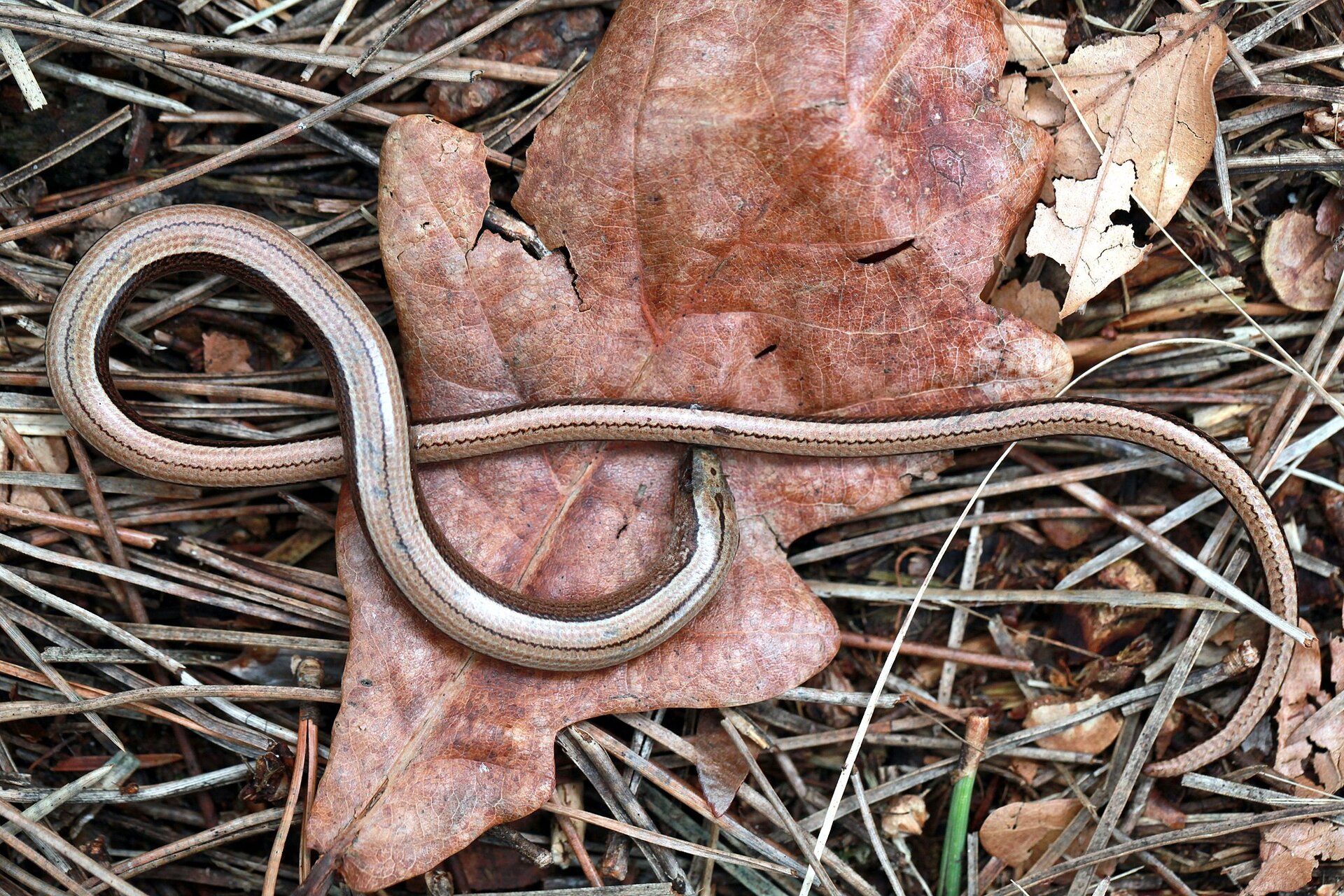 Na planszy widoczny jest Padalec, znajdujący się na brązowym, uschniętym liściu. Ma pociągłe, długie, wąskie, pozawijane, biało‑czarne ciało z drobną głową.