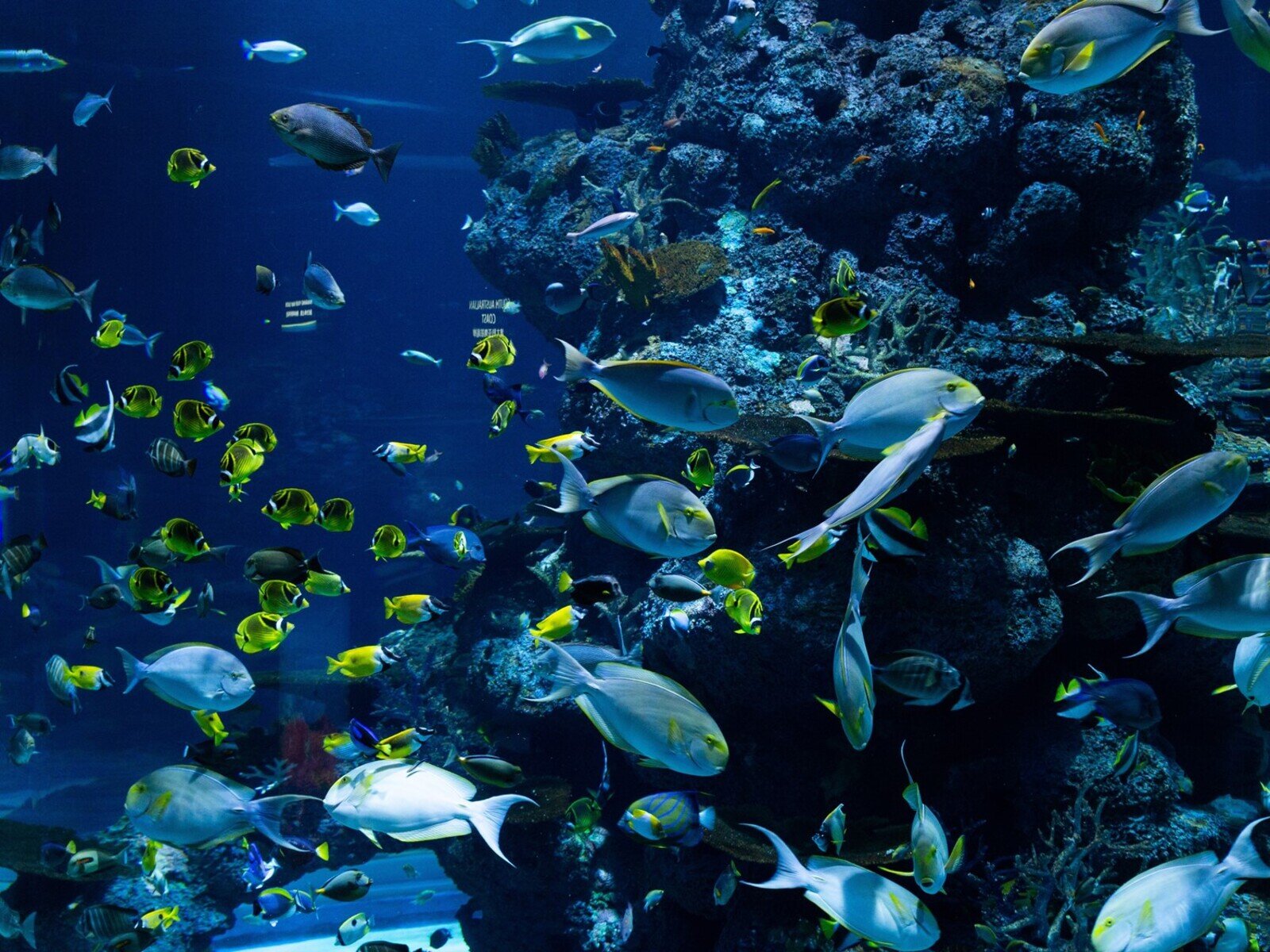 Zdjęcie przedstawia kilka różnych rodzajów kolorowych ryb, pływających przy rafie koralowej.