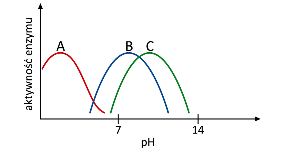 Aktywność enzymu A rośnie w środowisku o pH 0 i maleje przy pH środowiska 7.  Aktywność enzymu B rośnie w środowisku o pH ok. 6 i maleje przy pH środowiska ok.12. Aktywność enzymu C rośnie w środowisku o pH od 7 i maleje przy pH środowiska 14.  