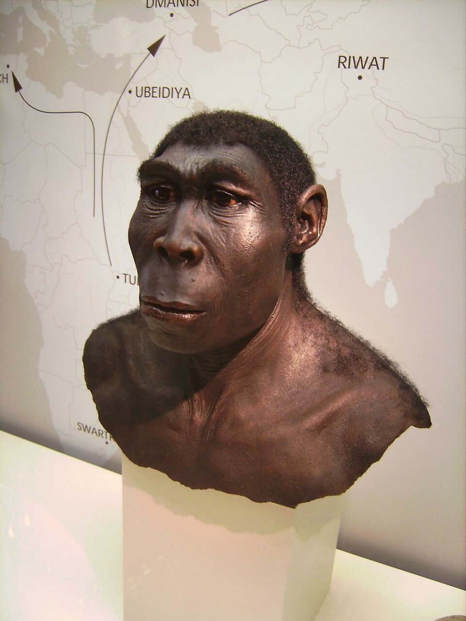 Fotografia przedstawia zrekonstruowany model popiersia Homo erectus. Jego głowa i plecy pokryte są czarnymi, kręconymi, krótkimi włosami, na twarzy znajduje się para brązowych oczu oraz nieco wysunięte do przodu nozdrza i usta. Z boku głowy posiada półokrągłe uszy. Ma ciemny kolor skóry. Twarz Homo erectus przypomina twarz ludzką.