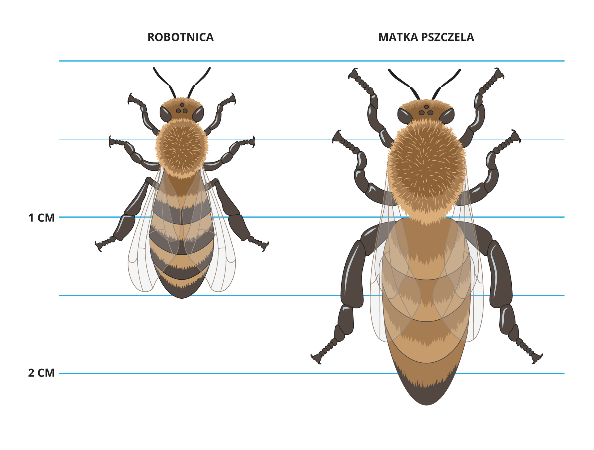 Ilustracja przedstawia pszczołę robotnicę i matkę pszczelą. Obie wyglądają podobnie różnią się tylko wielkością. Matka ma przeszło 2 cm długości, robotnica 1,5 cm. Obie mają brązowe głowę i tułów. Robotnica ma odwłok w czarno brązowe paski. Matka ma brązowy odwłok. Obie posiadają trzy pary ciemnych odnóży krocznych oraz jedną parę ciemnych czułków. Na głowie widać duże oczy złożone.