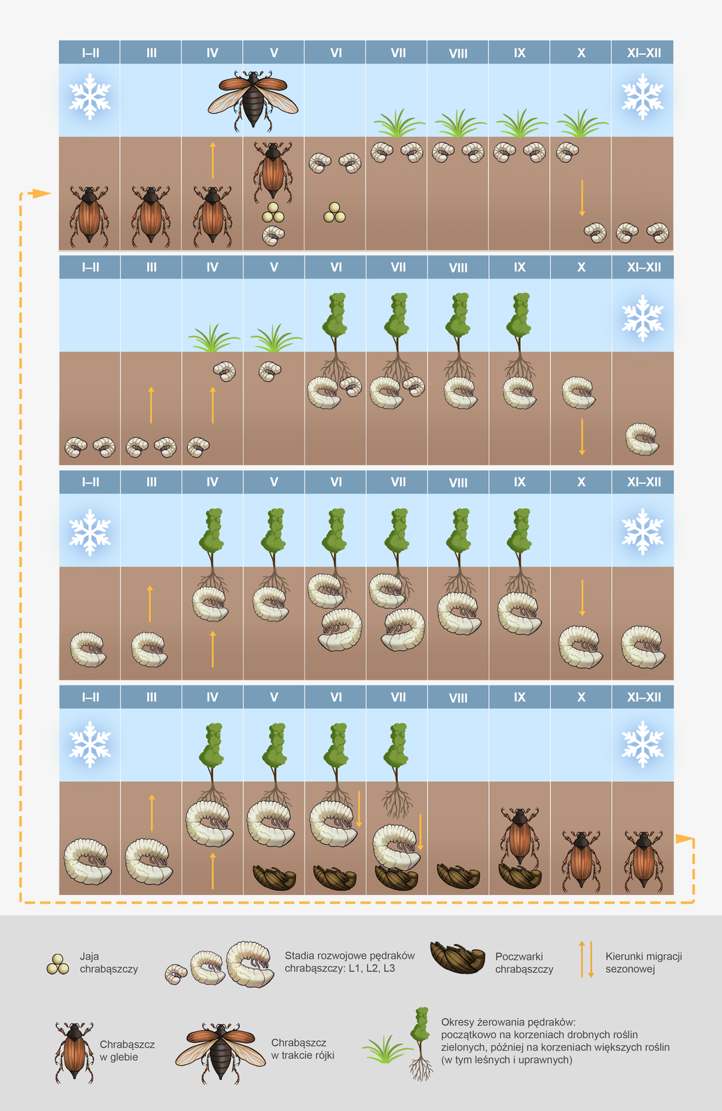 Na grafice przedstawiony jest cykl rozwojowy chrabąszcza majowego, który trwa aż 4 lata. Wiosną (kwiecień‑maj) dorosłe osobniki opuszczają miejsce swojego zimowania i lecą do pobliskich drzew. Okres ten nazywany jest rójką i trwa ookoło 6 tygodni. Zapłodnione samice zakopują się w ziemi, gdzie składają jaja. Po 6 tygodniach z jaj wylegają się larwy, które początkowo żerują płytko w ziemi. Żywią się rozkładającymi się resztkami roślinnymi. W drugim roku życia larwy żerują w strefie korzeniowej roślin. Podgryzając ich korzenie. W trzecim roku larwy są najbardziej żarłoczne – szczególnie w maju i czerwcu. Czwarty rok życia pędraków do czas przepoczwarzania. W sierpniu z poczwarek wylegają się dorosłe chrabąszcze, które pozostają w spoczynku w glebie aż do wiosny.