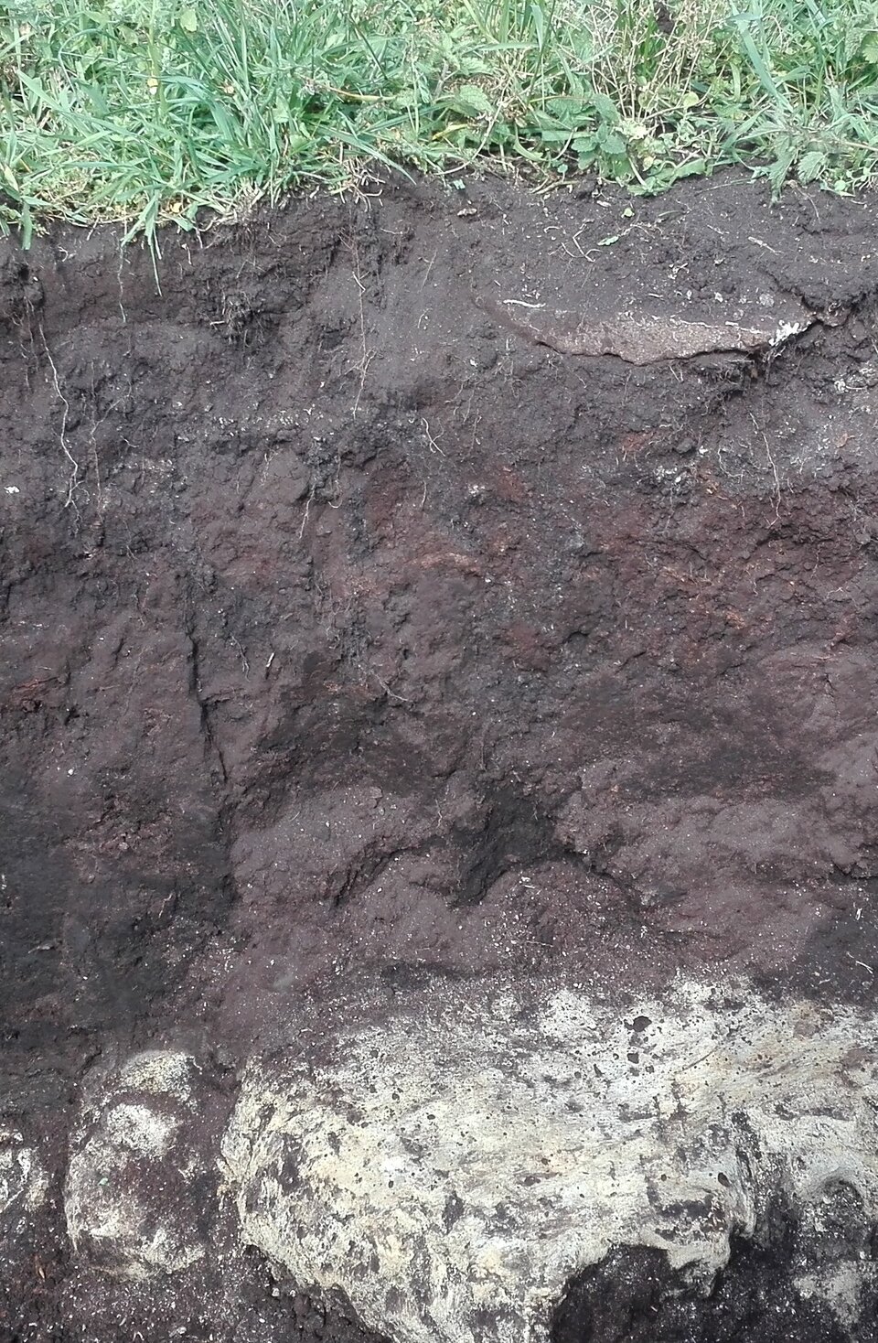 Zdjęcie przedstawia odsłonięty fragment gleby. Na powierzchni rośnie trawa. Pod trawą jest warstwa ciemnej ziemi. Pod nią widoczny jest biały nalot na ciemnej glebie. 