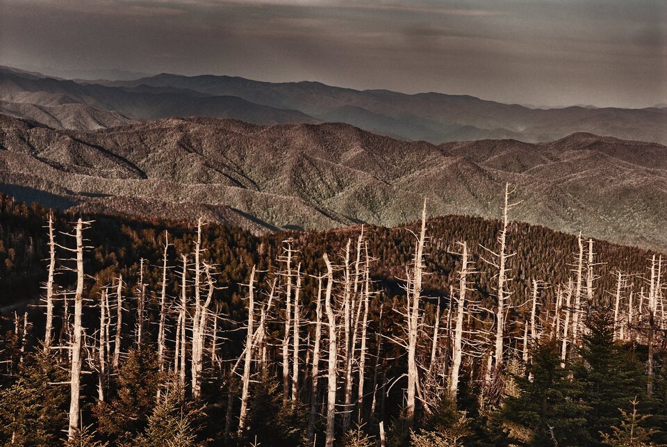 Zdjęcie przedstawia krajobraz. Na pierwszym planie znajduje się las iglasty. Wśród zielonych drzew znajdują się liczne martwe drzewa. Mają ogołocone z kory pnie, a także pozbawione igieł gałęzie. Na drugim planie znajdują się góry.