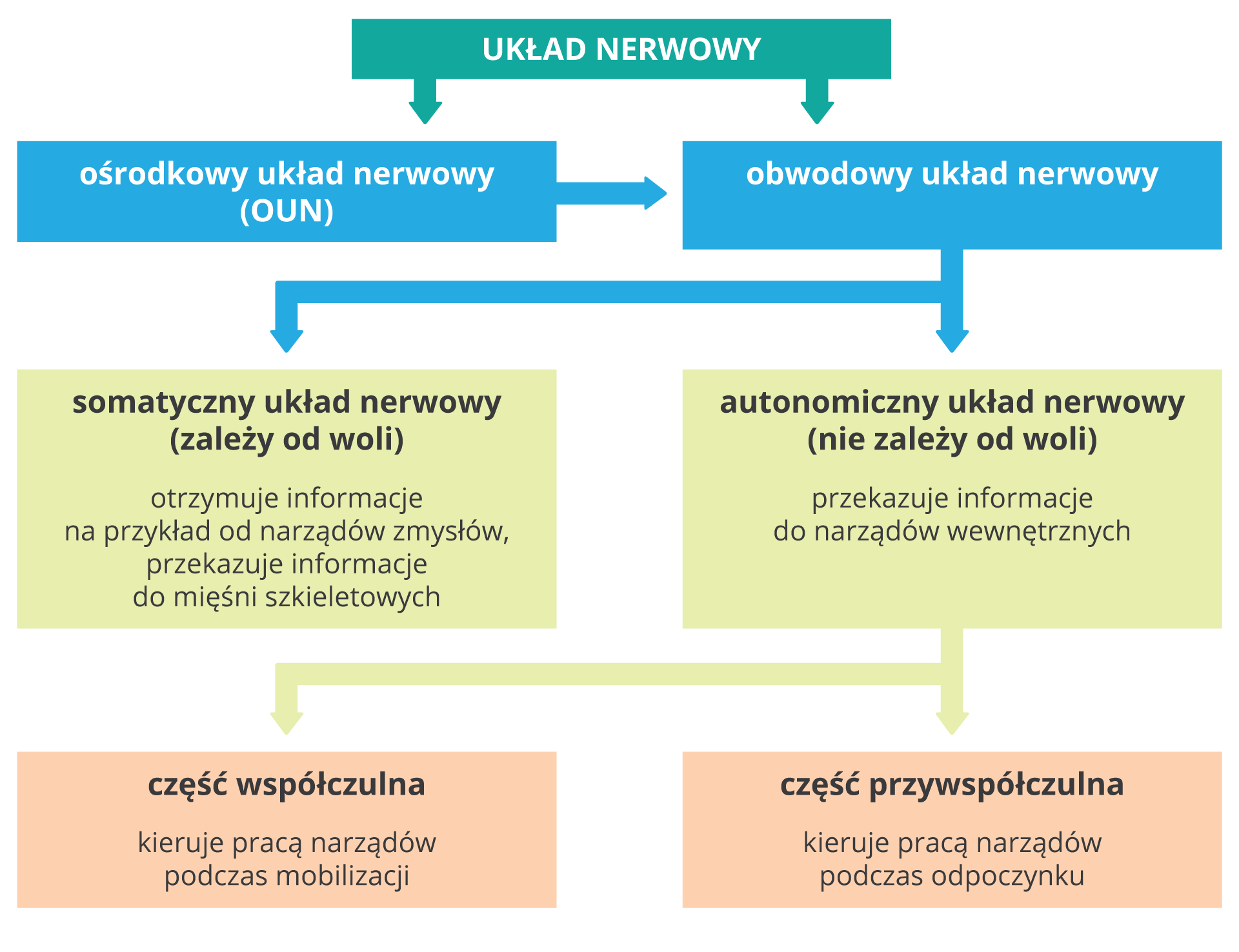 Schemat w formie kolorowych prostokątów przedstawia części układu nerwowego (zielona belka). Są dwie części (niebieskie czworokąty): ośrodkowy układ nerwowy (OUN) i obwodowy układ nerwowy. Obwodowy układ nerwowy dzielimy na dwie części (beżowe prostokąty). Z lewej somatyczny układ nerwowy, zależny od woli, otrzymuje informacje np. od narządów zmysłów i przekazuje informacje do mięśni szkieletowych. Z prawej autonomiczny układ nerwowy, niezależny od woli, przekazuje informacje do narządów wewnętrznych. Autonomiczny układ nerwowy dzieli się na dwie części (różowe). Część współczulna kieruje pracą narządów podczas mobilizacji, a część przywspółczulna kieruje pracą narządów podczas odpoczynku.
