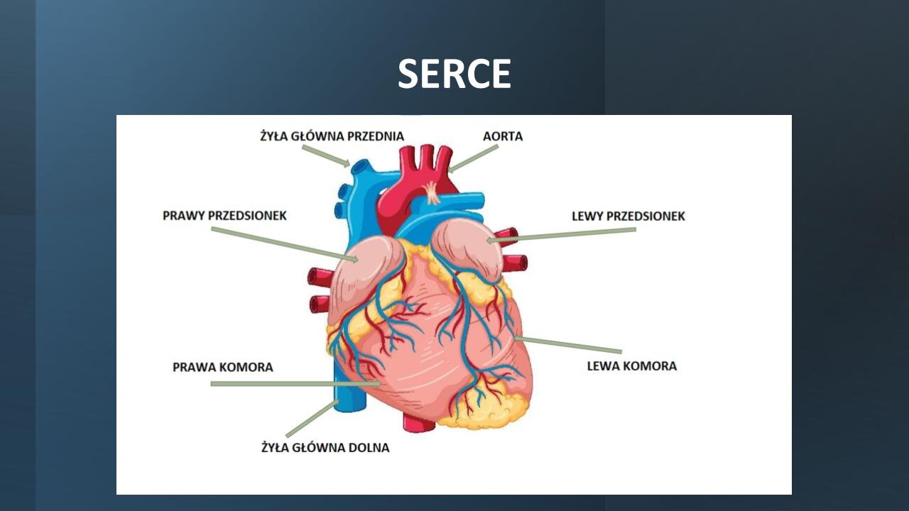 Granatowy slajd. U góry biały nagłówek: „Serce”, a poniżej kolorowa ilustracja serca na białym tle. Na sercu zielone strzałki, które wskazują: prawy przedsionek, prawą komorę, żyłę główną dolną, lewą komorę, lewy przedsionek, aortę oraz żyłę główną przednią.