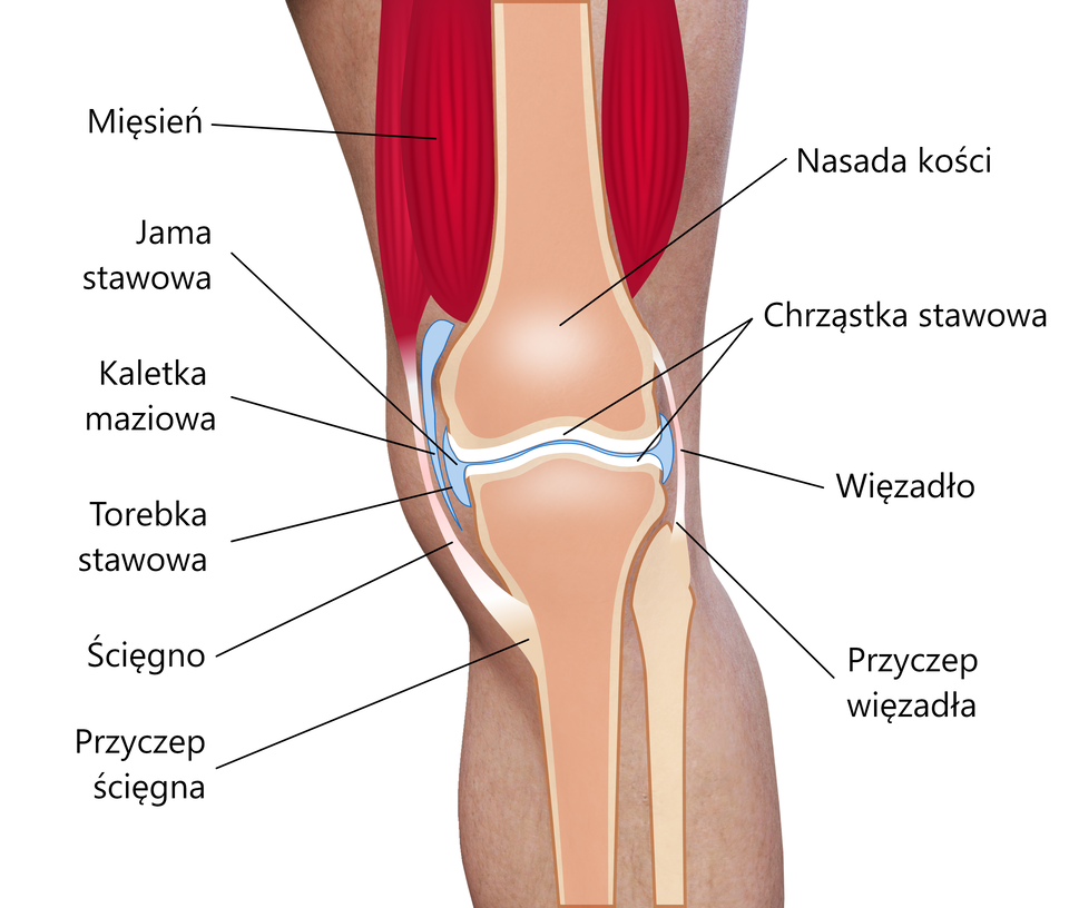 Ilustracja przedstawia budowę stawu na przykładzie stawu kolanowego. Nad kolanem zaznaczono mięśnie. W kolanie łączą się kość udowa z kością piszczelową. Dwa wypukłe kłykcie kości udowej stanowią główkę stawową, natomiast wklęsłe powierzchnie kłykci kości piszczelowej wraz z rzepką tworzą panewkę stawu kolanowego. Zewnętrzną część kości w miejscu kolana pokrywa chrząstka stawowa. Pomiędzy kośćmi jest jama stawowa. To niewielka szczelinowata przestrzeń. Na jej obrzeżach w postaci półksiężyców są torebki stawowe. Na zewnątrz jamy stawowej jest kaletka maziowa. Za nią po prawej stronie więzadło, a po lewej ścięgno łączące mięsień znad kolana z kością piszczelową za pomocą przyczepu. Więzadło łączy kość udową z kością strzałkową. W dolnej części więzadła jest przyczep więzadła.