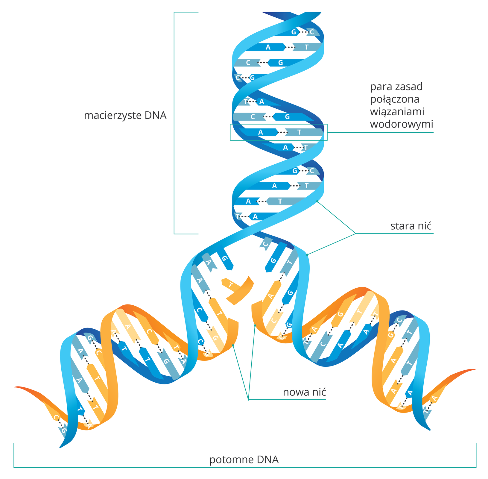 Ilustracja przedstawia replikację DNA. Od góry niebieska nićmacierzysta z parami zasad, połączonych wiązaniami wodorowymi. Wiązania pękają i nić rozplata się. Do uwolnionych zasad przyłączane są zasady komplementarne: A do T, C do G. Nowa nić jest w kolorze żółtym. W wyniku replikacji otrzymujemy dwie takie same nici DNA.
