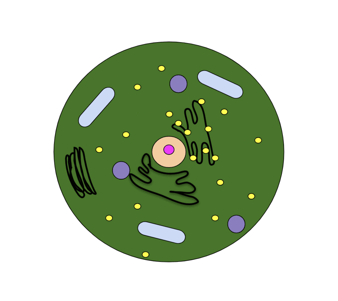 Na rysunku przedstawiono proces apoptozy. Komórka rozpada się na mniejsze części, w których znajdują się jej organella.