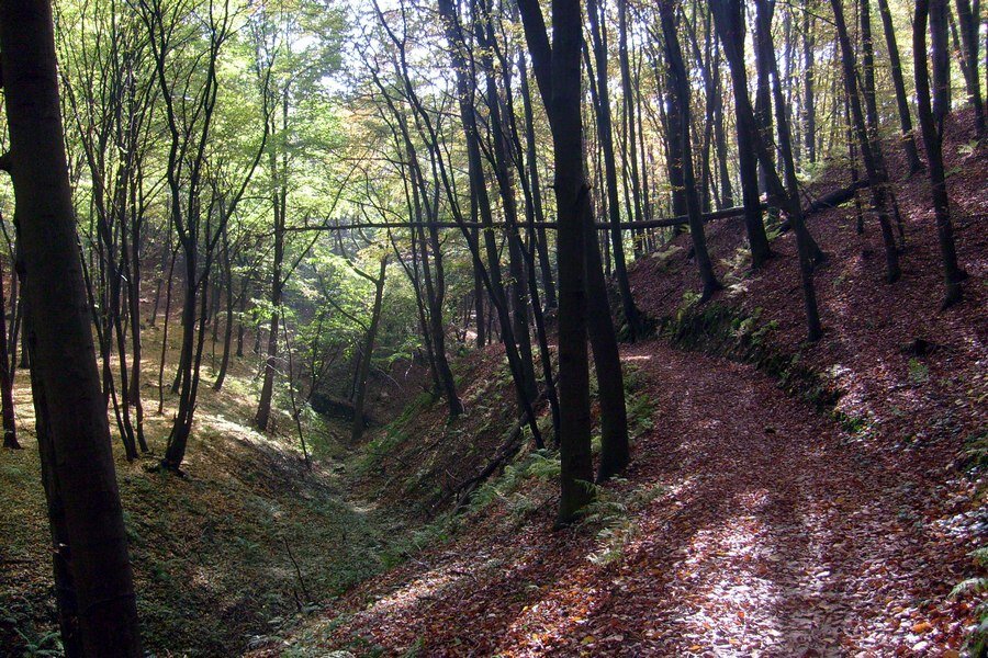 Fotografia przedstawia wąwóz na terenie zalesionym. Obniżony teren pokryty liśćmi. 