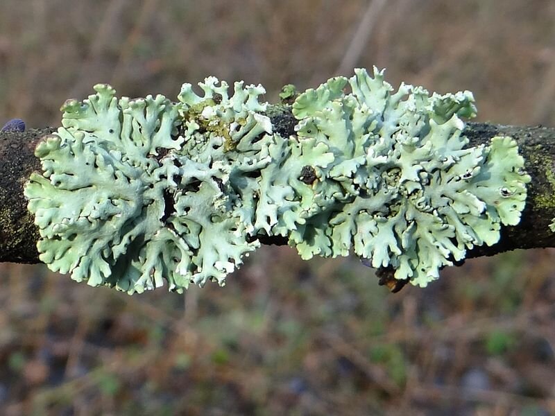 Na fotografii pustułka pęcherzykowata porastająca gałąź drzewa. Dwie kępy jasnozielonego porostu mają nieregularne, rozgałęzione, ułożone koncentrycznie i zrastające się pośrodku liście. 