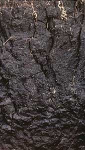 Zdjęcie przedstawia profil gleby, która na całej swej głębokości jest czarna. 