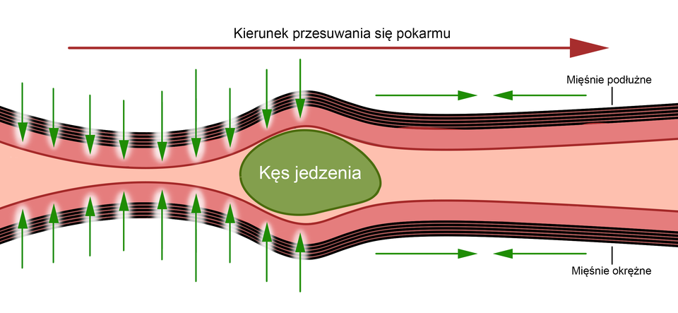 Ilustracja przedstawia pracę mięśni podłużnych oraz okrężnych jelit podczas przesuwania się pokarmu wewnątrz jelita. Kęs jedzenia przesuwa się na rysunku wewnątrz jelita, w kierunku z lewej do prawej. Na kęs jedzenia działają od góry mięśnie podłużne od dołu mięśnie okrężne. Gdy jedna warstwa mięśni kurczy się, druga rozkurcza się  i tak na przemian. 