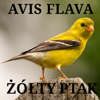 Ilustracja przedstawia małego ptaka w żółtym kolorze z brązowymi skrzydłami. Ptak stoi na szarym kamieniu. U góry ilustracji napisano czarnymi drukowanymi literami:  AVIS FLAVA, zaś na dole: ŻÓŁTY PTAK. 
