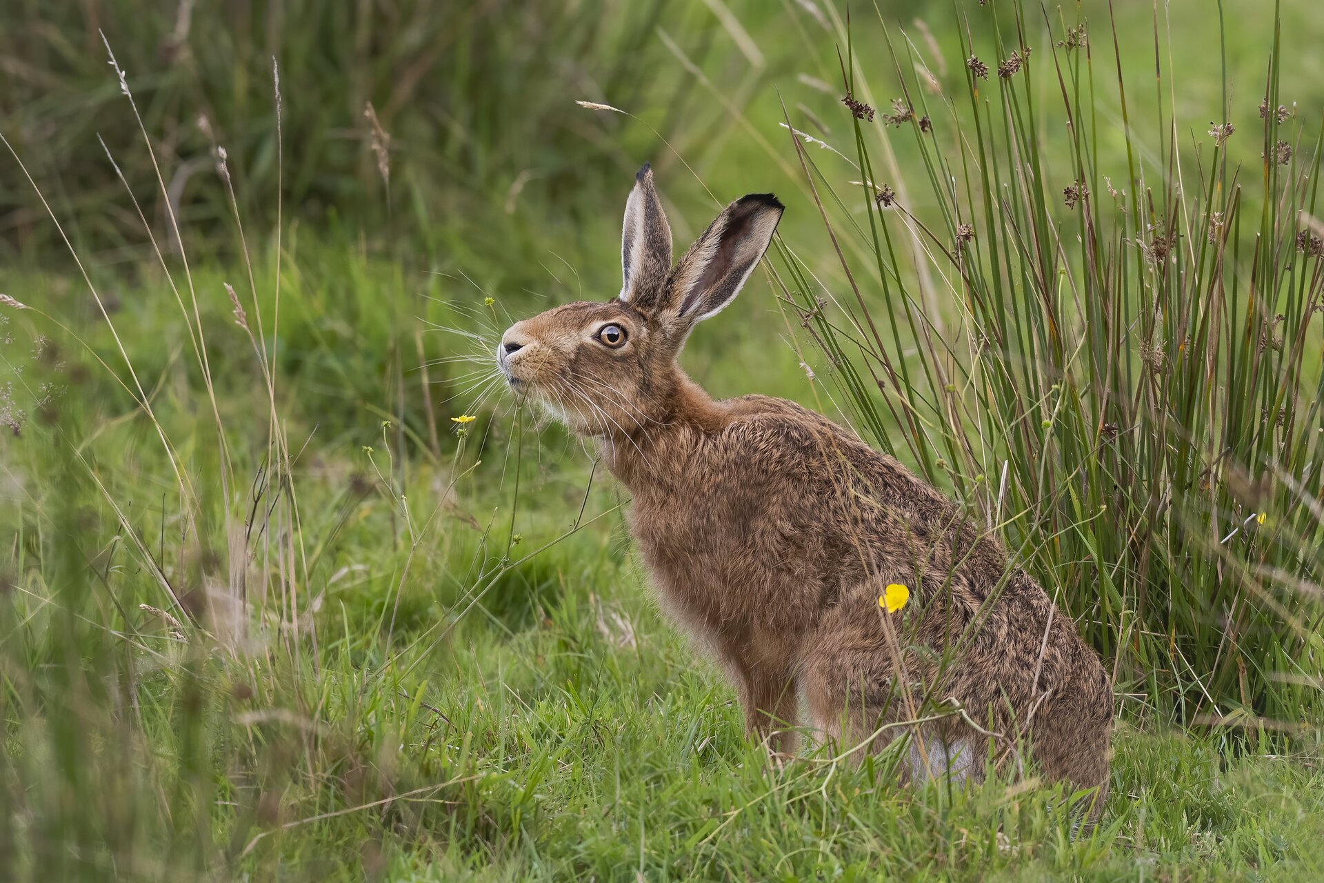 Na planszy widoczny jest Zając szarak na zielonej polanie. Ma brązową sierść, podłużne, szczupłe odnóża, masywny tułów, szeroką szyję oraz głowę z pociągłymi, stojącymi uszami.