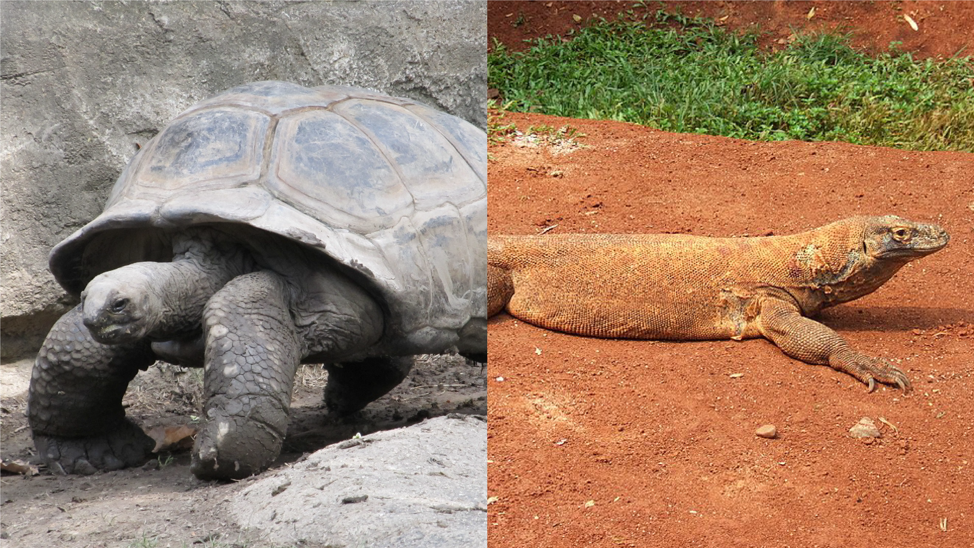 Zdjęcie jest przedzielone na pół. Po lewej stronie pokazany jest żółw słoniowy, a po prawej waran z Komodo.