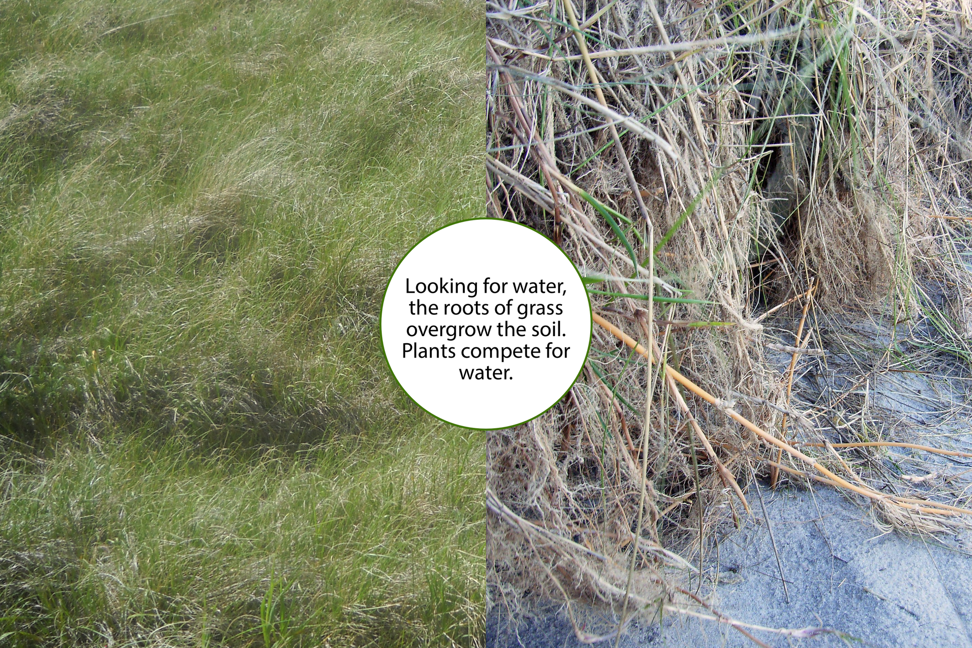 Fotografie przedstawiają obrośniętą powierzchnię trawą. Po lewej stronie jest fragment gęstej zielonej trawy, po prawej fragment wysuszonego źdźbła trawy rosnącej na piasku. Na środku fotografii zamieszczona jest chmura z podpisem:
Looking for water, the roots of grass overgrow the soil.
Plants compete for water.