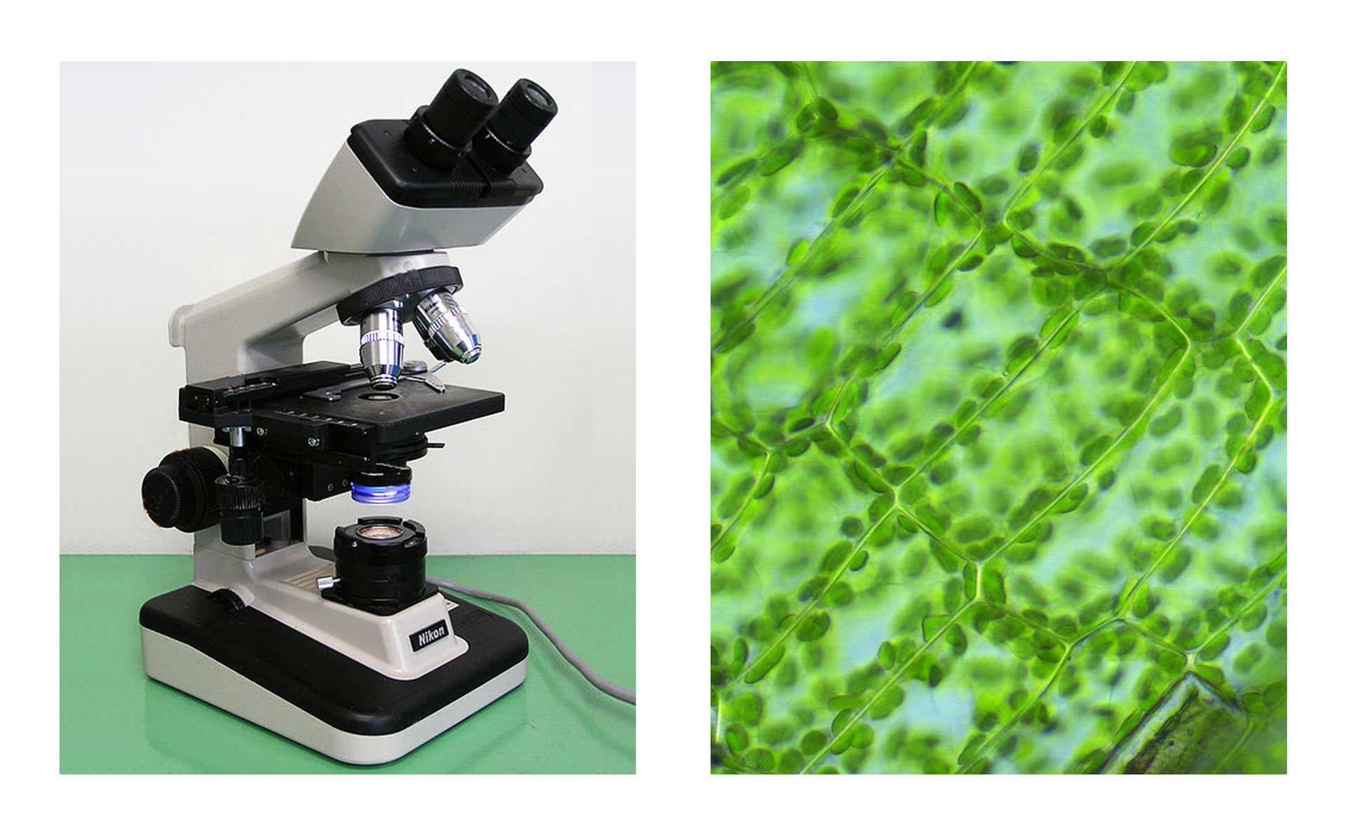 Fotografia z lewej strony przedstawia mikroskop optyczny, który zawiera źródło światła. Posiada dwa niedługie, czarne, w kształcie walca okulary, biały statyw, dwa srebrne, podłużne obiektywy, czarny, szeroki stolik, okrągły kondensor i źródło światła.  Fotografia z prawej strony przedstawia fragment tkanki roślinnej z prostokątnymi komórkami, w których znajduje się dużo zielonych chloroplastów. Obraz jest powiększony 1500 razy. 