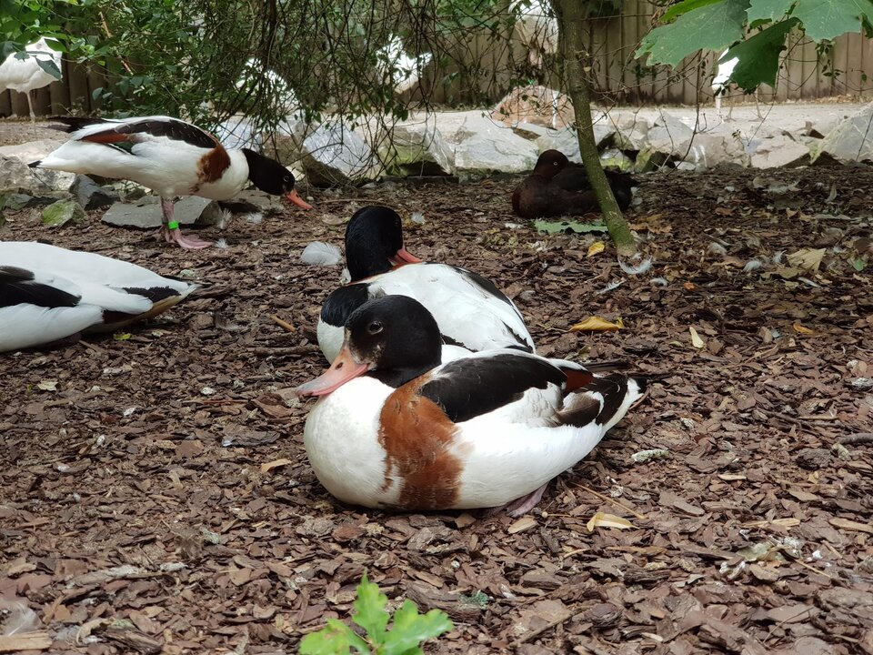 Fotografia przedstawiająca kaczki siedzące na ziemi wysłanej z kory. Fotografia jest wyraźna i ostra. 