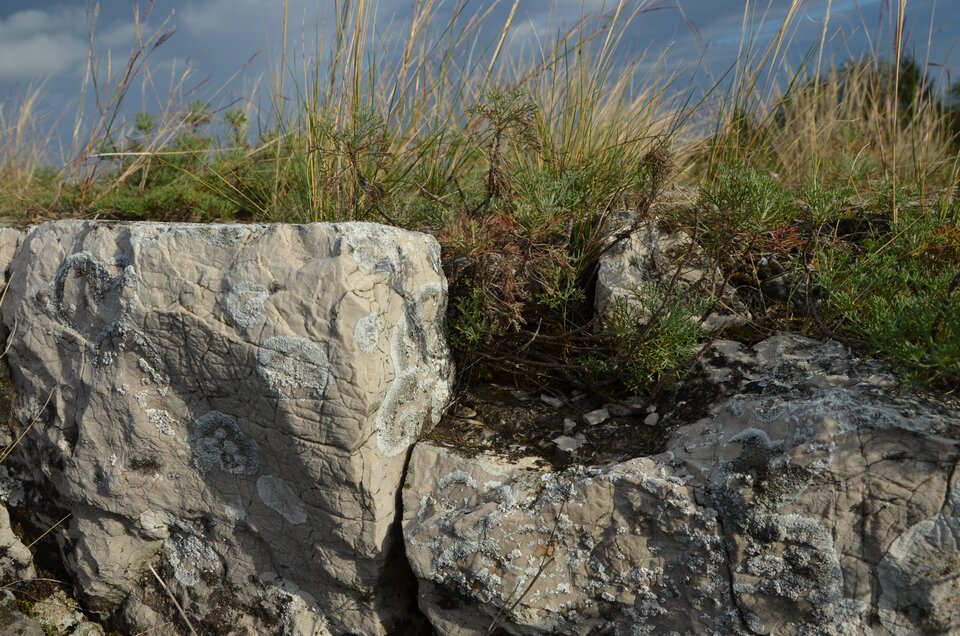 Zdjęcie przedstawia skały, na których rośnie trawa.  