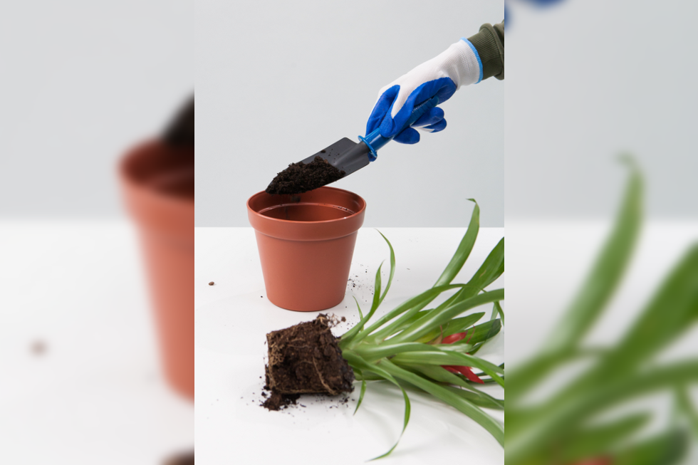 Fotografia przedstawia dłonie w rękawiczkach. Osoba nasypuje łopatką ziemię do doniczki.