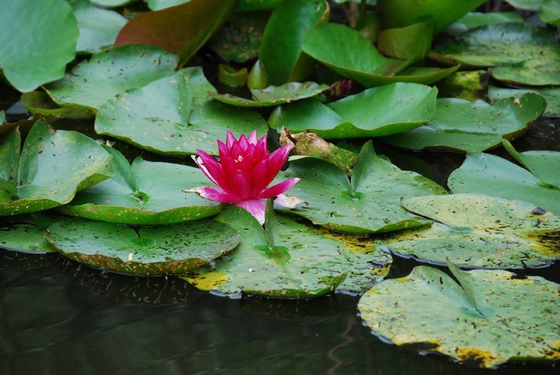 Ilustracja przedstawia pływające po tafli wody duże, okrągłe liście nenufarów. Pośrodku kadru znajduje się czerwono‑różowy, rozkwitnięty kwiat lilii, który stanowi mocny akcent kolorystyczny zdjęcia.