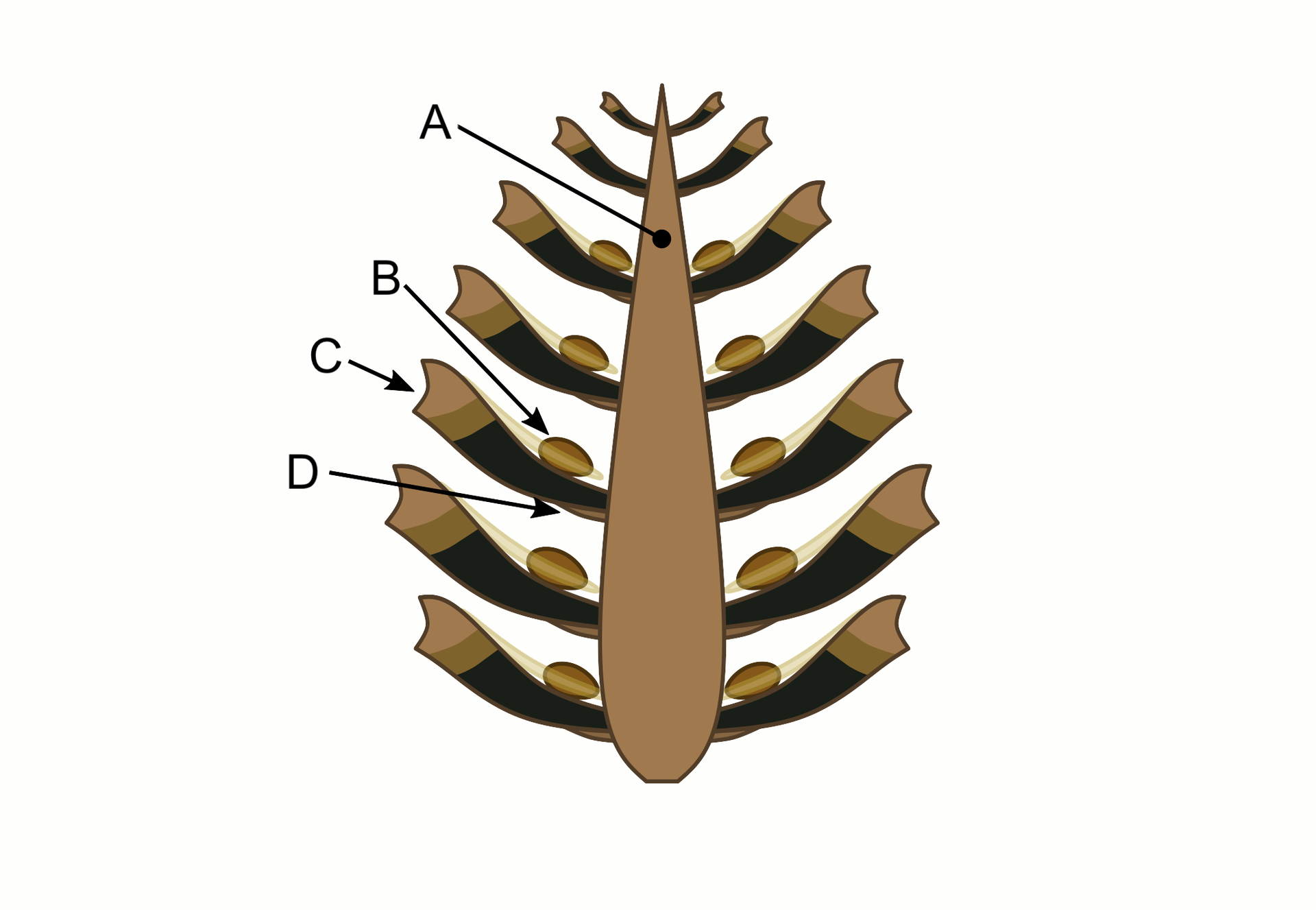 Schemat zdrewniałej szyszki sosny. W pozycji pionowej umieszczona oś oznaczona literą A, od niej pod kątem ostrym odchodzą znajdujące się z obu stron łuski nasienne oznaczona literą C. Na nich znajduje się podpisane literą B nasiono. Każda łuska nasienna wspiera się na oznaczonej na schemacie literą D łusce wspierającej. 