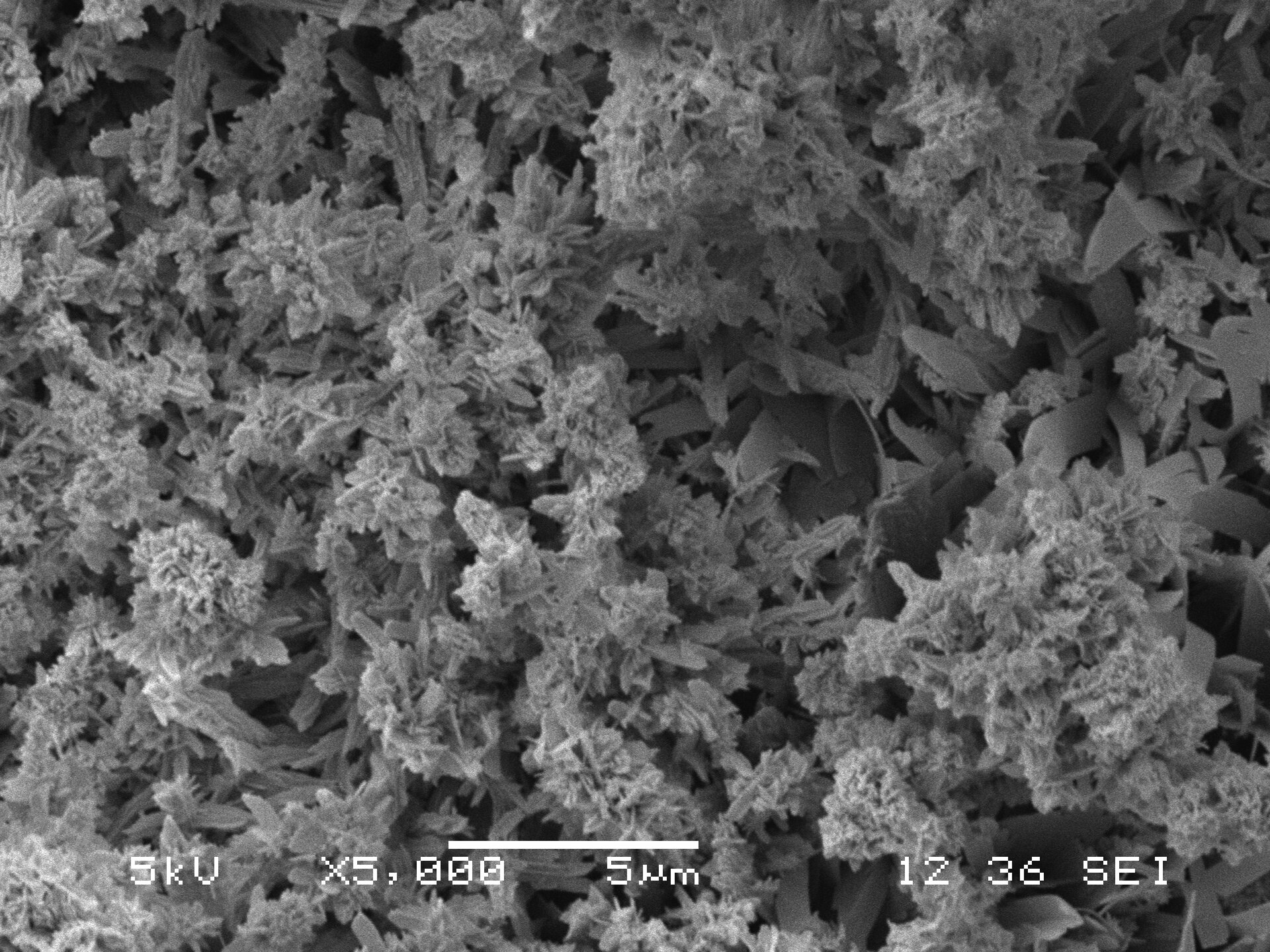 Ilustracja przedstawia obraz mikroskopowy. Na zdjęciu obserwuje się ziarniste, porowate drobne struktury.