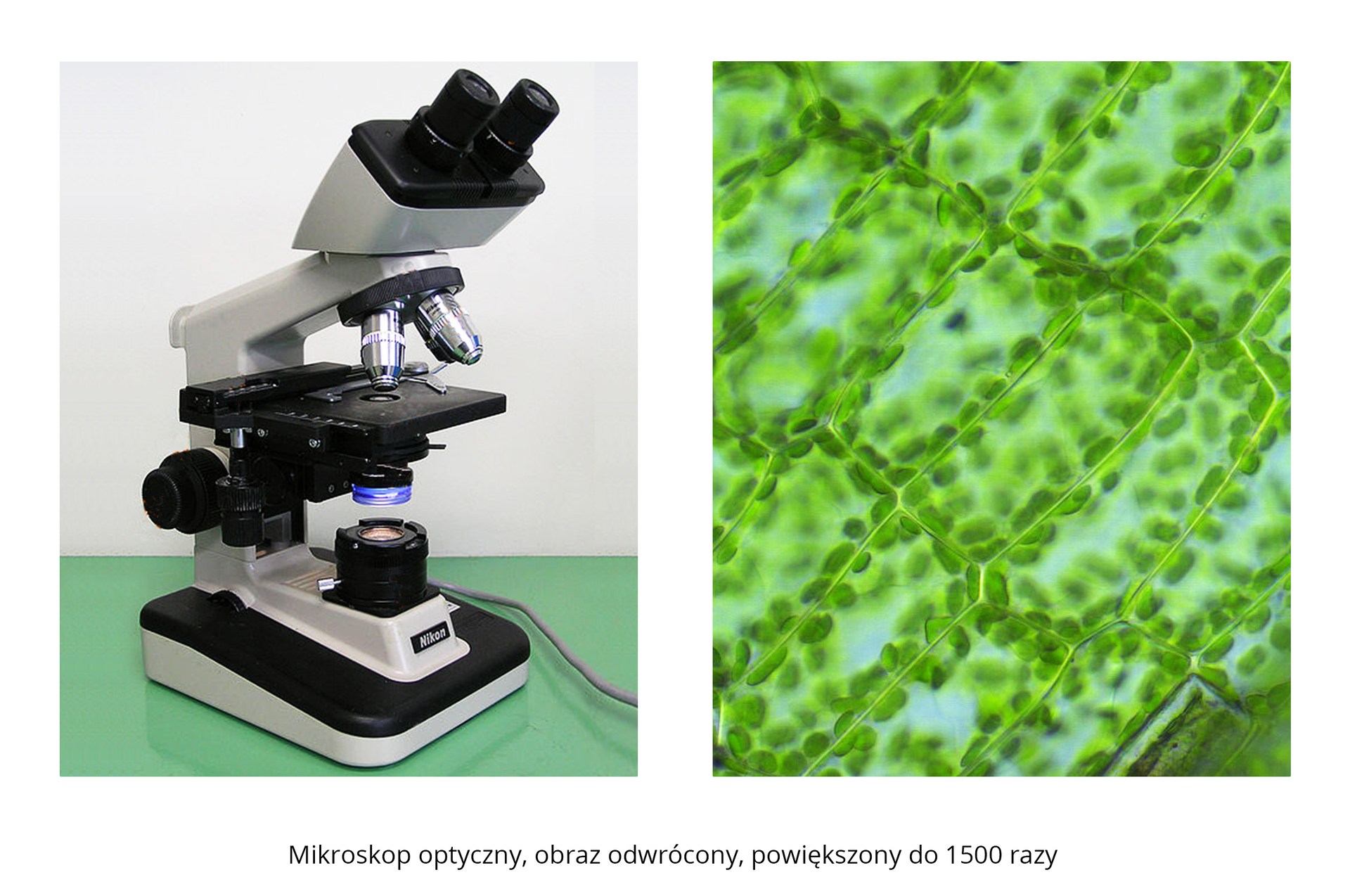 Galeria składa się z trzech fotografii. Trzecia fotografia składa się z dwóch części. Lewa przedstawia mikroskop optyczny. Prawa przedstawia zielone komórki roślinne, powiększone 1500 razy. Możemy obserwować części składowe komórki.