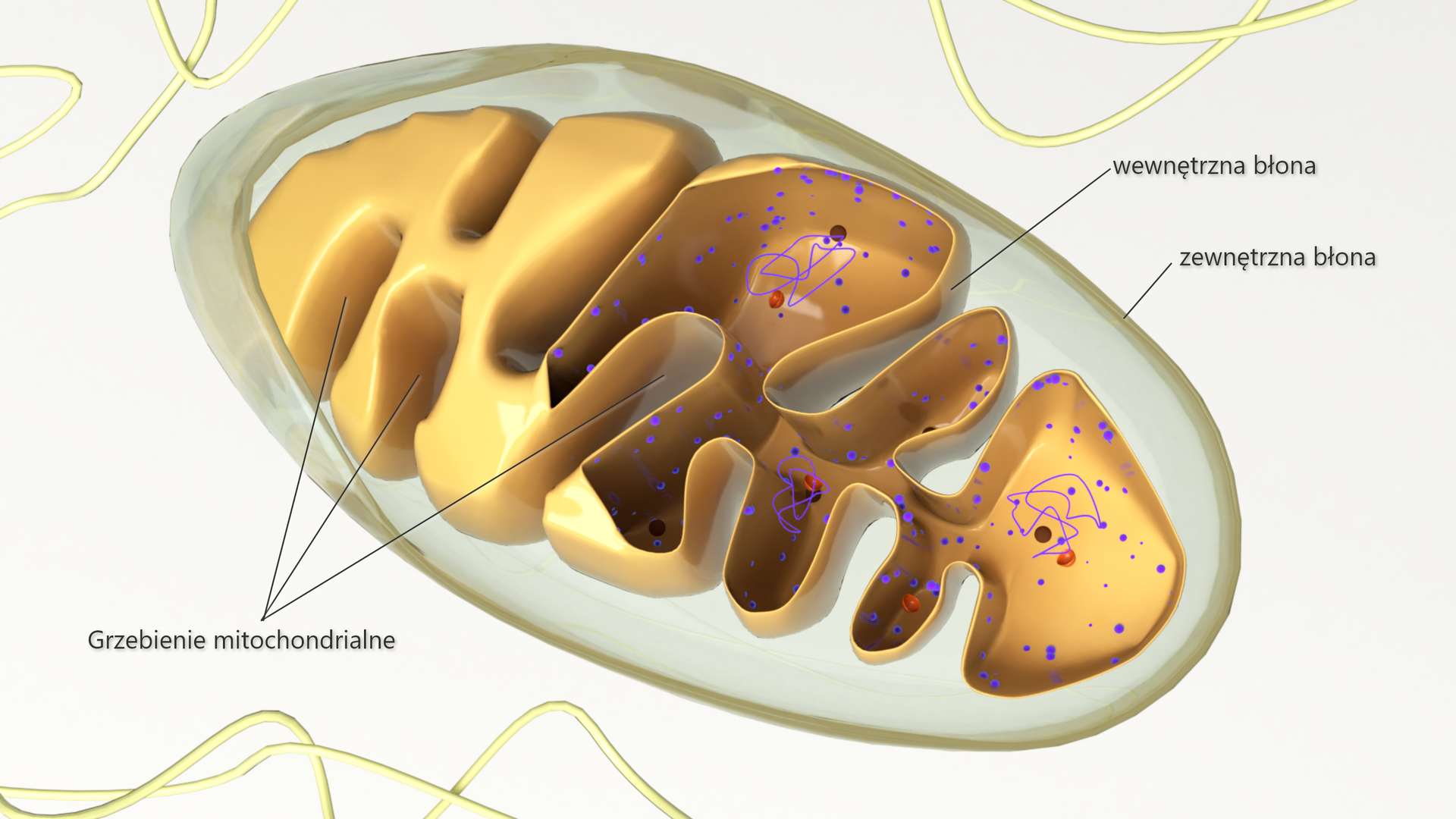 Schemat przedstawia budowę mitochondrium. To organella komórkowa, odpowiadająca za zaopatrywanie komórek w energię. Mitochondria są otoczone podwójną błoną. Każde mitochondrium składa się z zewnętrznej, gładkiej błony, membrany. Oraz wewnętrznej błony z grzebieniami mitochondrialnymi. Grzebień mitochondrialny został tak nazwany za względu na swój pofalowany, niesymetryczny kształt. 