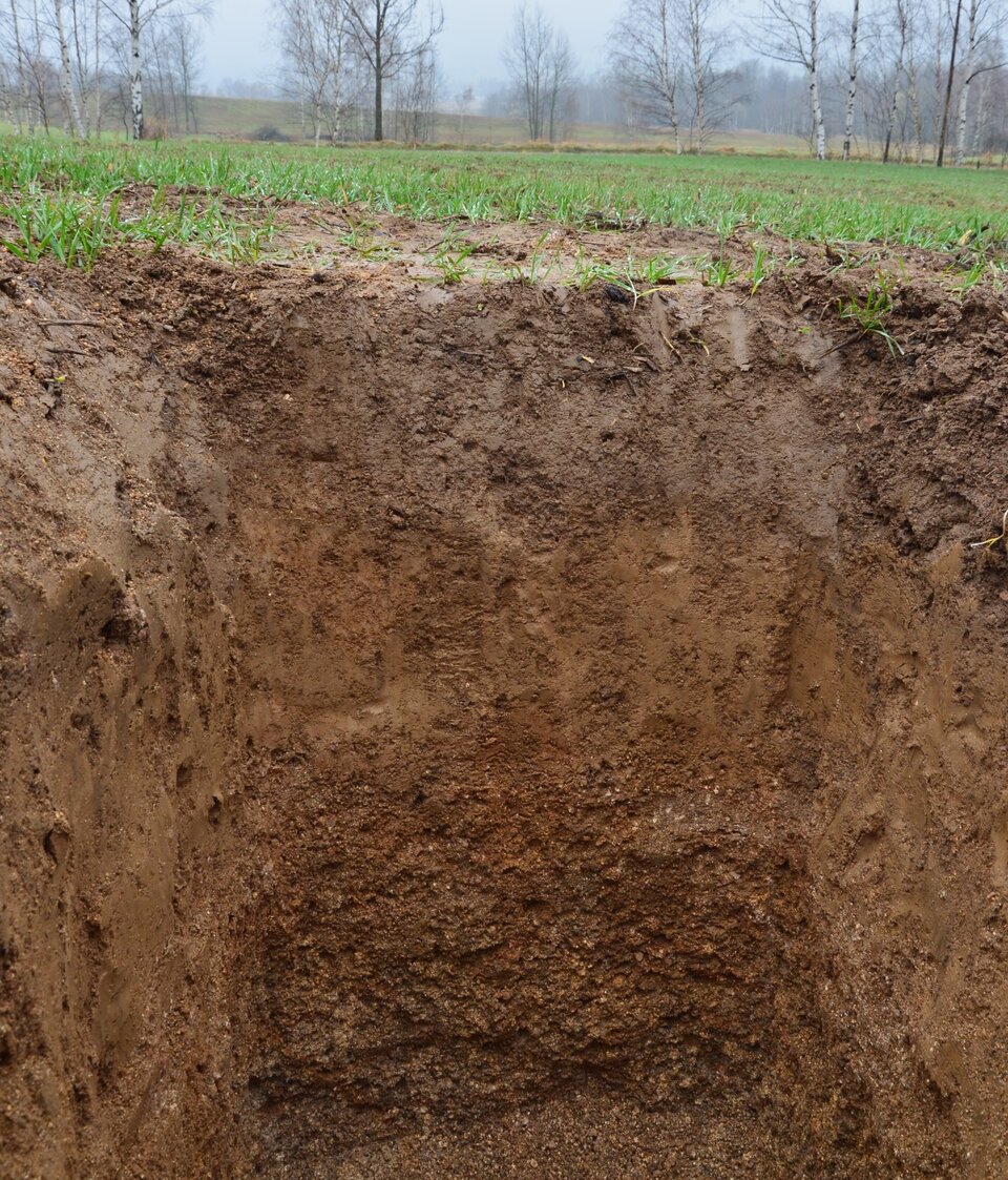 Na zdjęciu znajduje się profil glebowy. Na powierzchni rośnie dość rzadko kilkucentymetrowe zboże lub trawa. W profilu dają się rozpoznać co najmniej trzy warstwy - pierwsza od góry jest ciemnobrązowa, pod nieco jaśniejsza, a kolejna, niższa warstwa znów ciemniejsza, ale o większym, ewidentnym uziarnieniu.