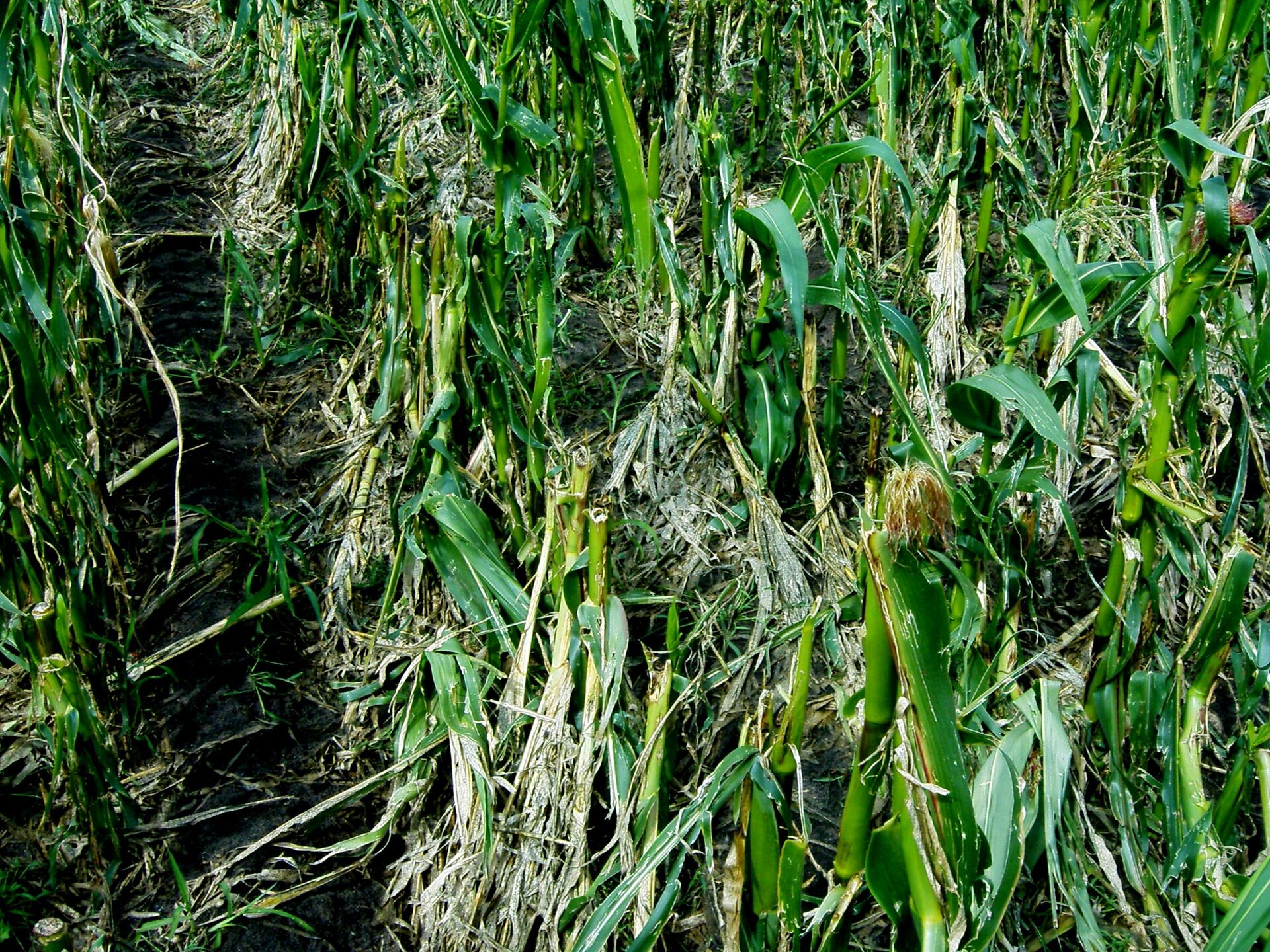 Zdjęcie przedstawiające fragment pola kukurydzy, która ma połamane łodygi i inne uszkodzenia na skutek działania gradu.
