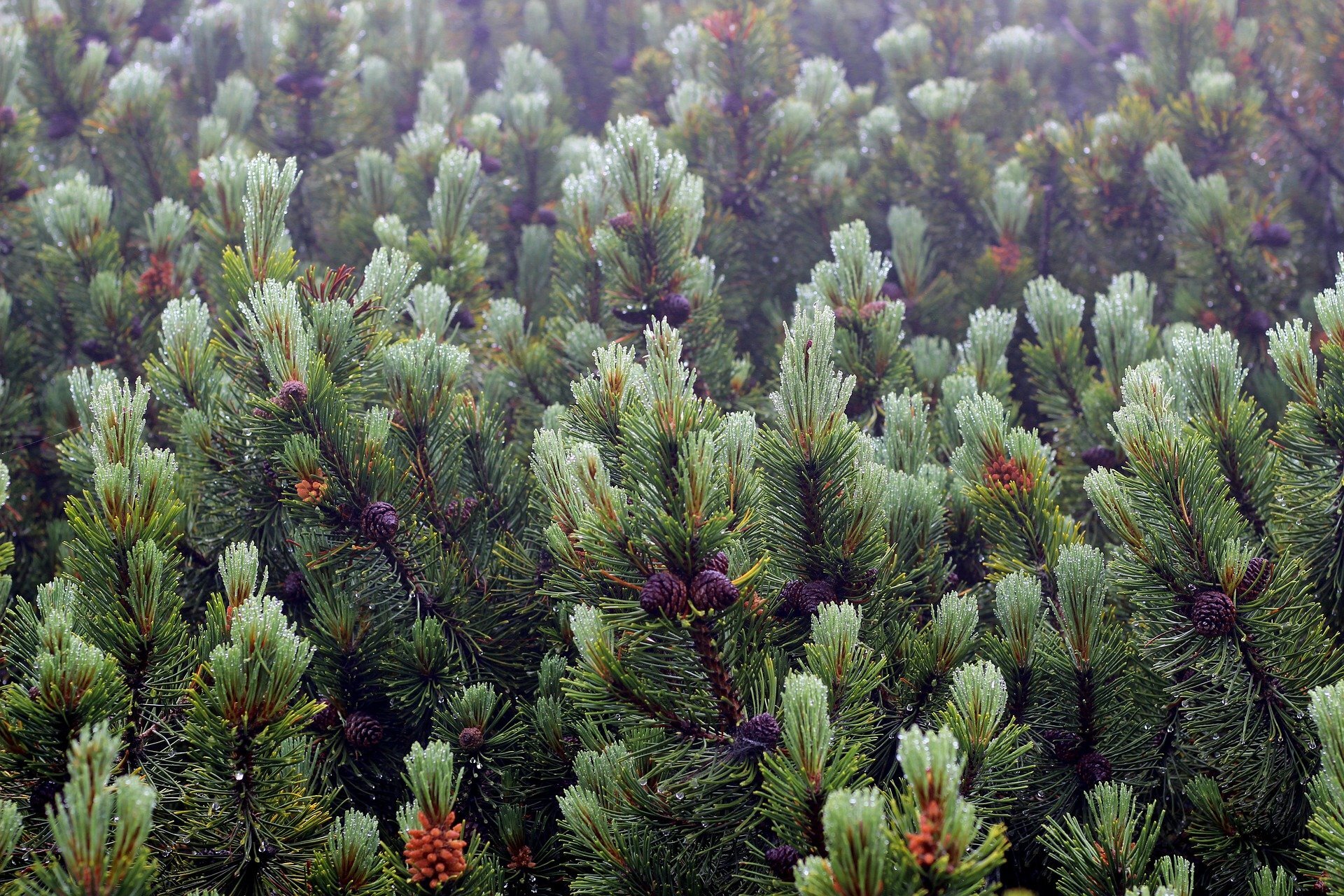 Fotografia przedstawiająca zbliżenie na krzewy kosodrzewiny. Dość grube gałęzie o gęstych i masywnych igłach ciemnozielonego koloru.