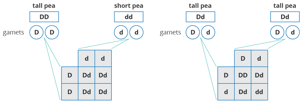 Pea inheritance, environment and phenotype - Zintegrowana Platforma ...