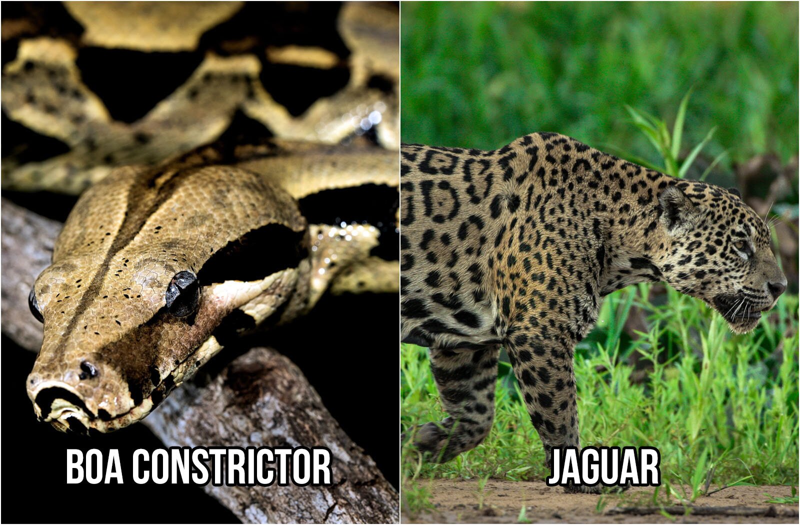 Ilustracja składa się w z dwóch zdjęć. Na zdjęciu po lewej stronie na pierwszym planie widoczna jest głowa węża o trójkątnym kształcie, niewielkich oczach, w kolorze żółto‑beżowym z czarnymi pasami. W tle widoczne jest rozmyte ciało węża o takim samym ubarwieniu. Na zdjęciu widoczny jest napis w języku angielskim: BOA CONSTRICTOR. Na zdjęciu po prawej stronie widoczny jest jaguar kroczący w prawo, na tle zielonych traw. Zwierzę ma rudożółty kolor futra, które pokryte jest ciemnymi cętkami w kształcie kół z czarnymi kropkami pośrodku. Na zdjęciu widoczny jest napis w języku angielskim: JAGUAR.