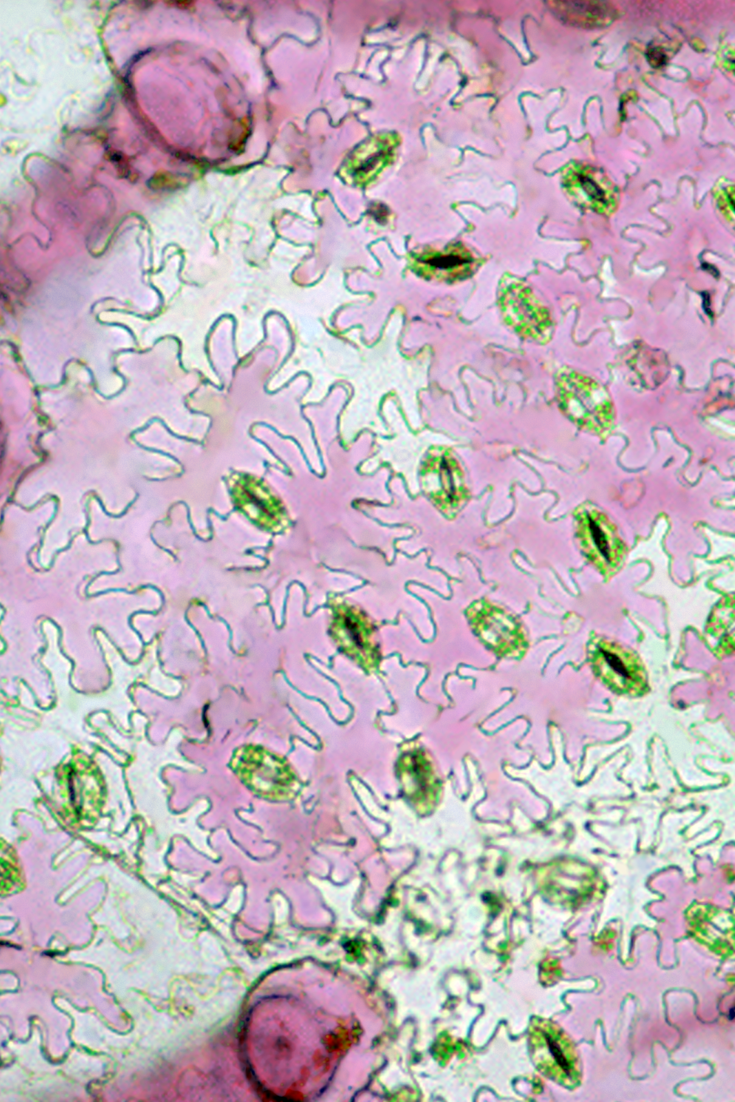 Skórka (epiderma) dolnej strony liścia gynury - Gynura sp. Widoczne są trzy typy komórek skórki: aparaty szparkowe (z chloroplastami), komórki właściwe skórki o falistych ścianach bocznych oraz włoski mechaniczne
