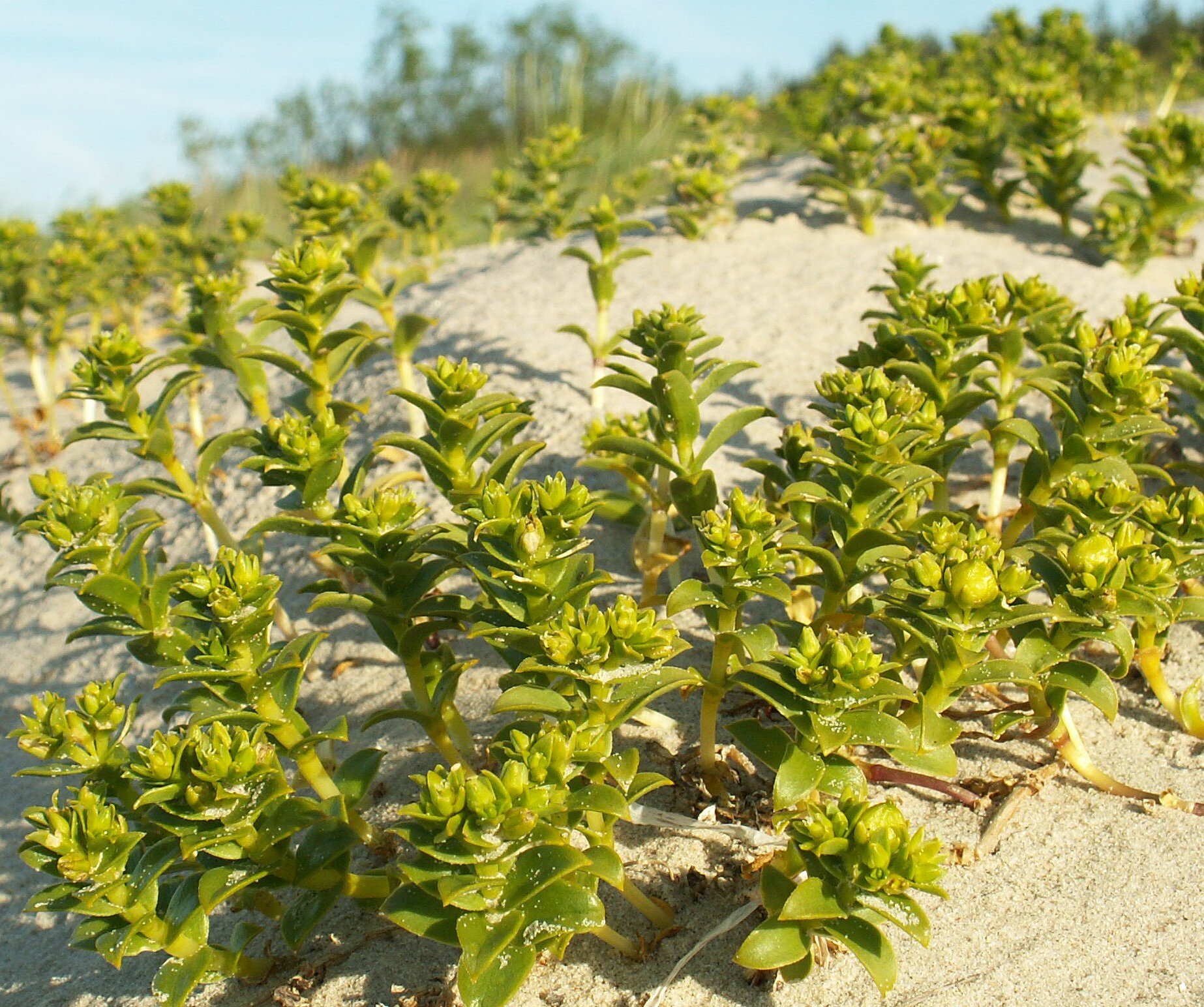 Zdjęcie przedstawia zieloną roślinę rosnącą na piasku. Jest ona niska, ma pojedyncze łodygi, które obrastają jasnozielone listki. Łodygi znajdują się bardzo blisko siebie. 